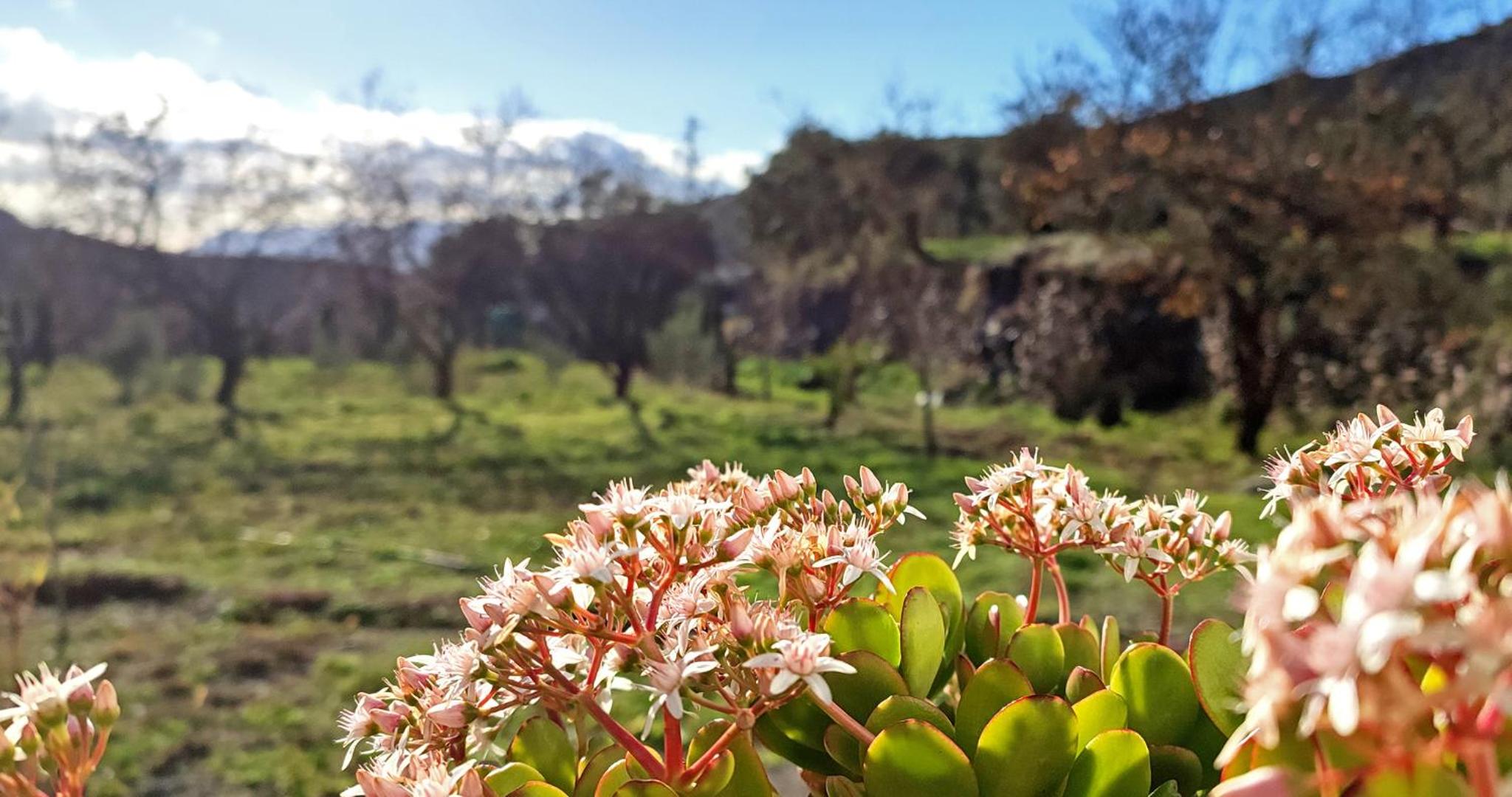 Cortijo AguaChá