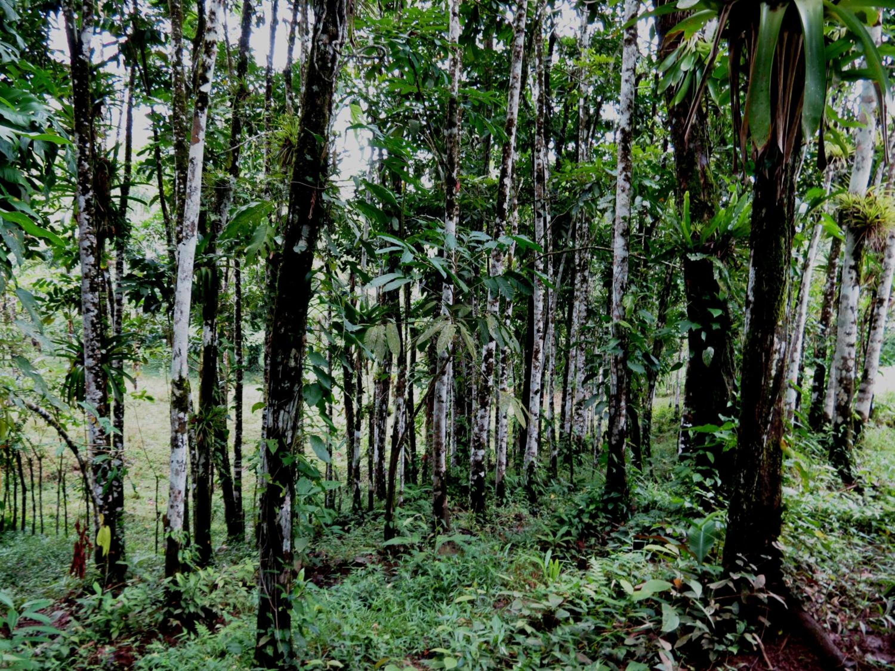Vocaré Finca Agroecológica
