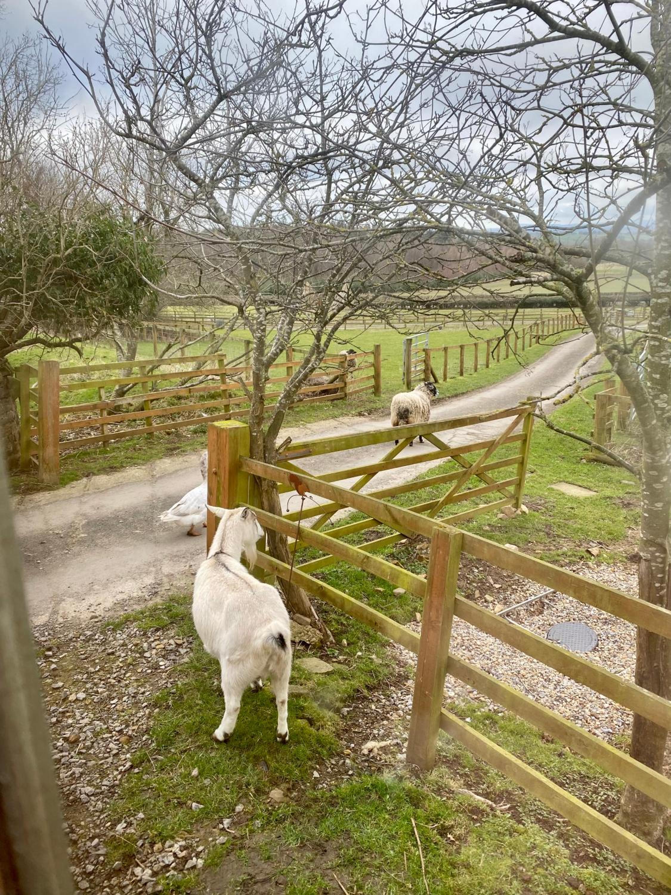 Lowgingerfield Shepherd Hut
