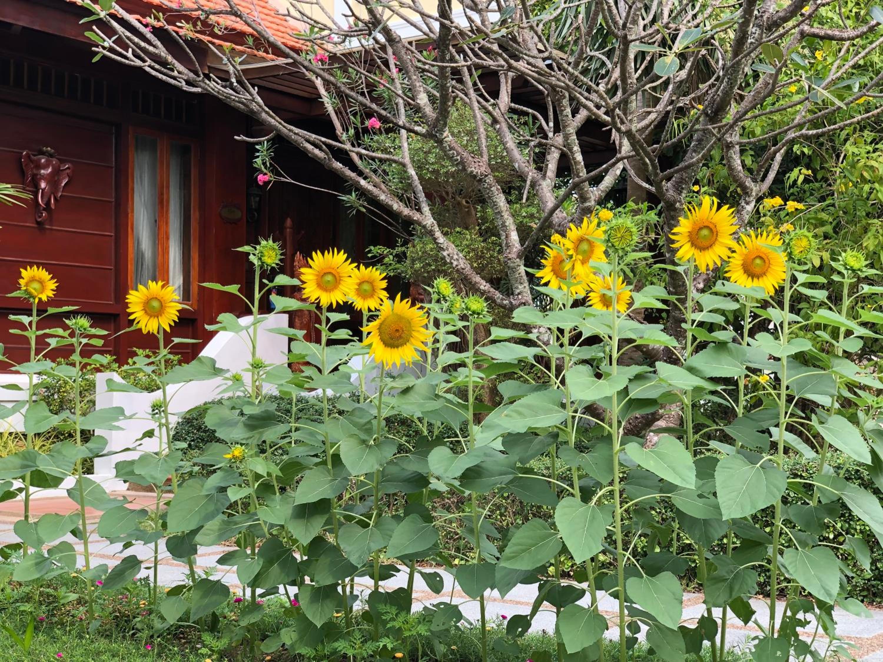 Try Palace Resort Kep