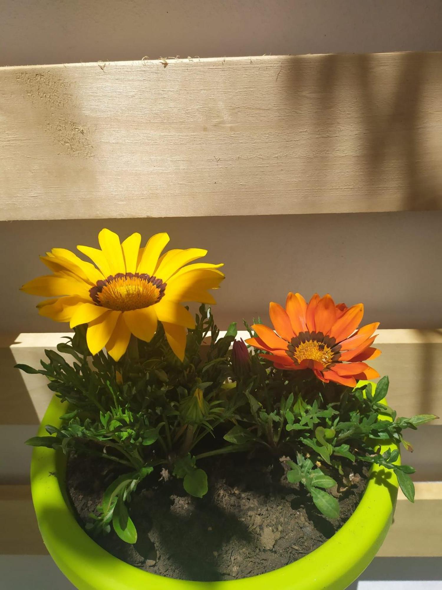 La casa dei nonni photo 3