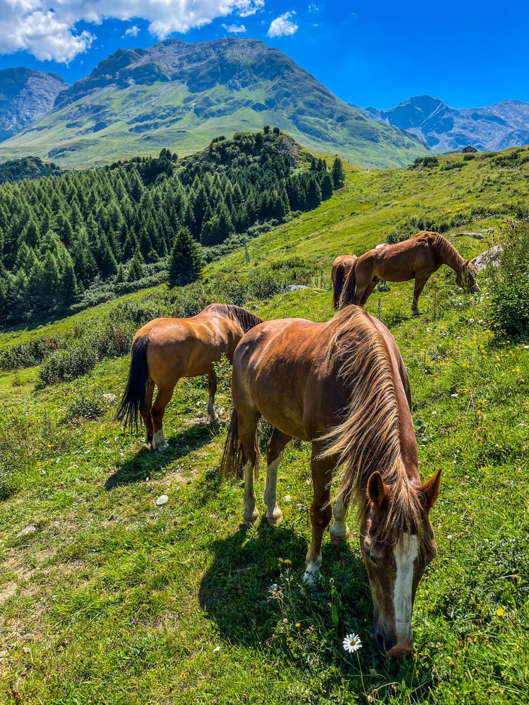 Heimelige Ferienwohnung mit Sicht in die Bergwelt