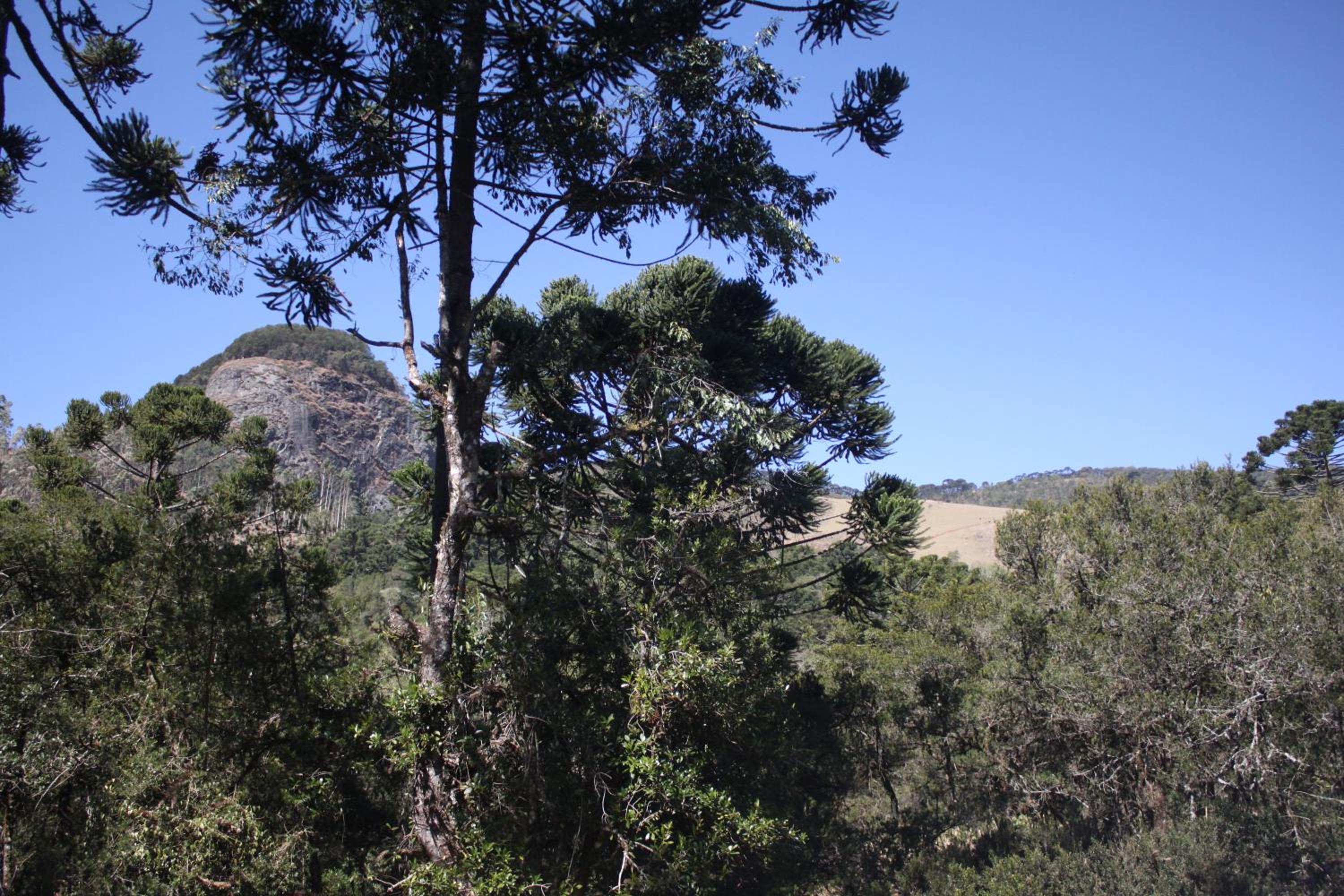 Chalé Verde Riacho Gonçalves