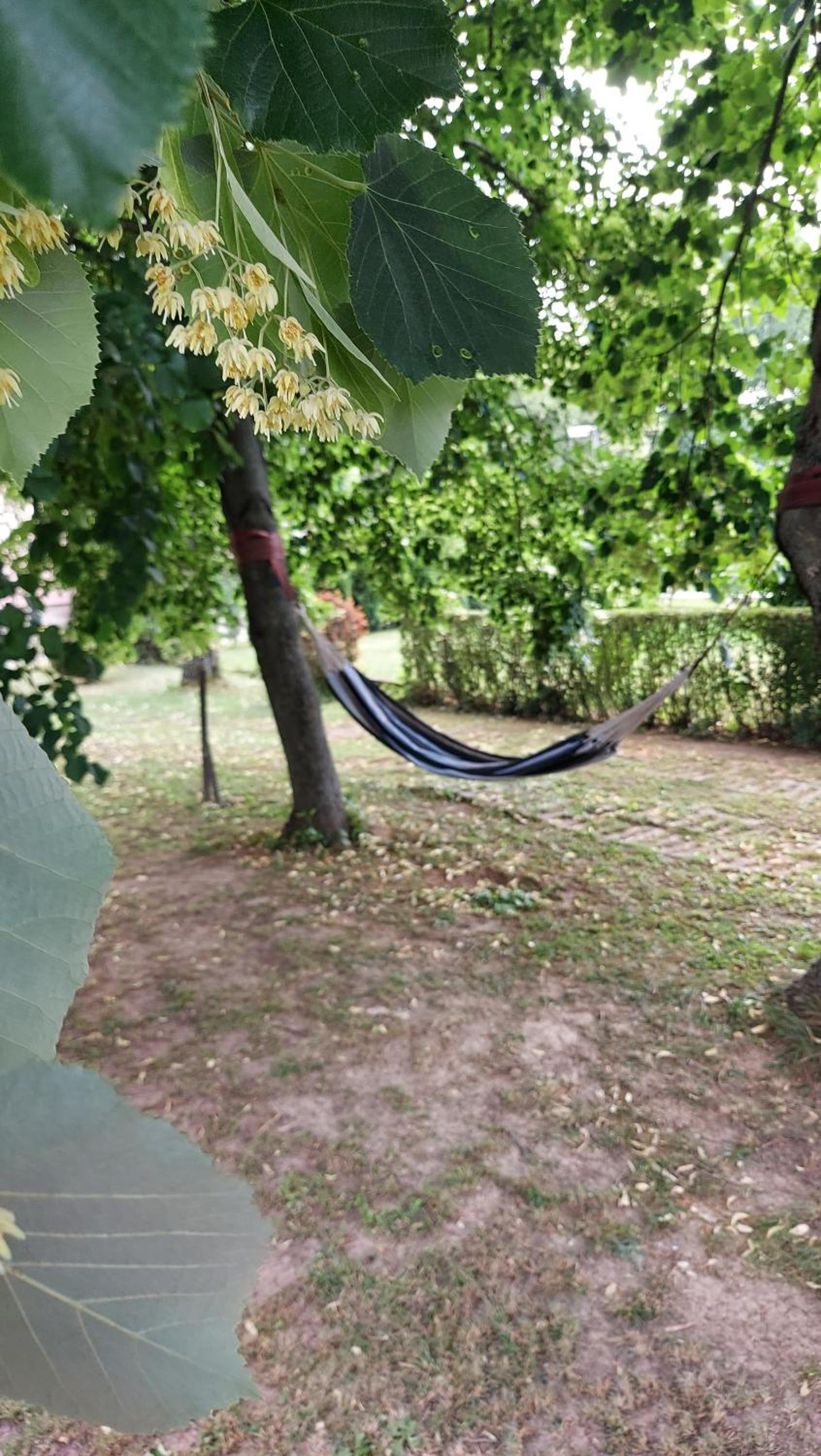 Photo 51