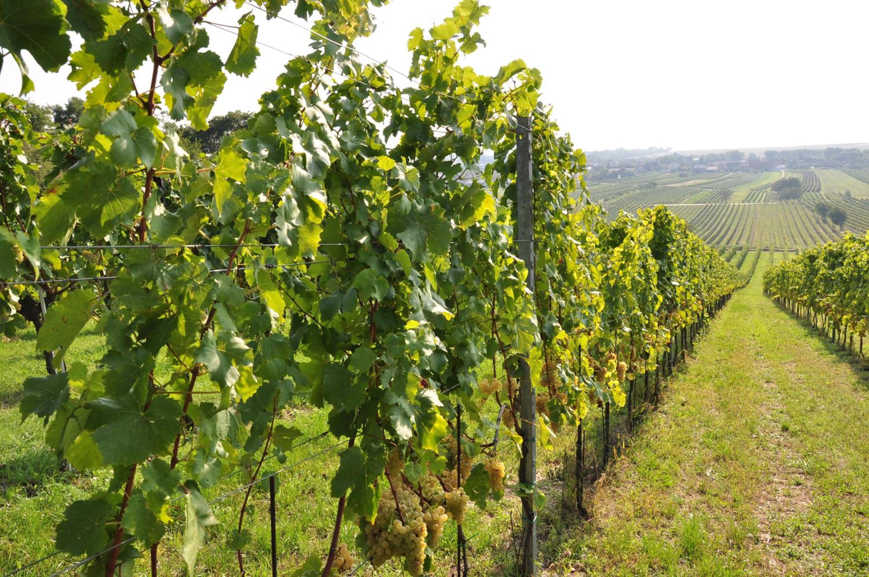 Weingut Guttmann - Apartment Schwalbennester