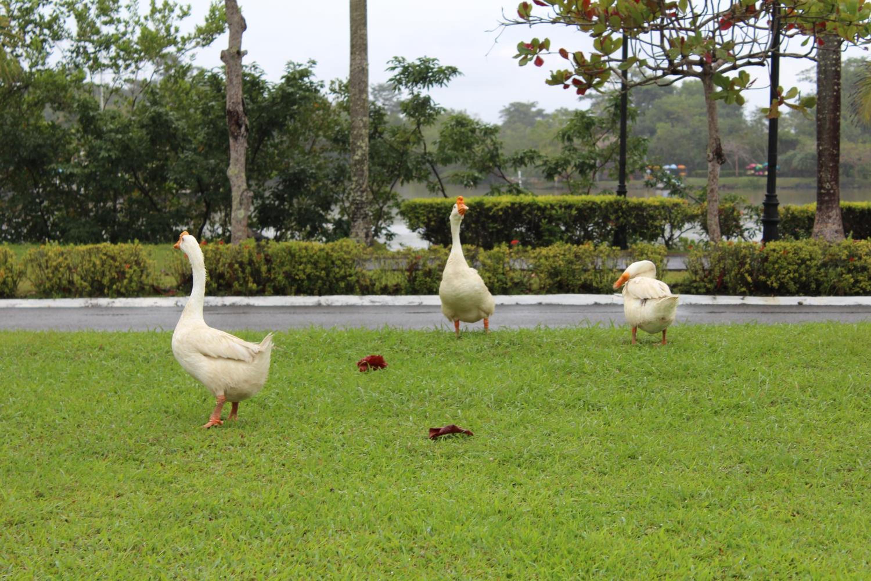 Amatique Bay Hotel
