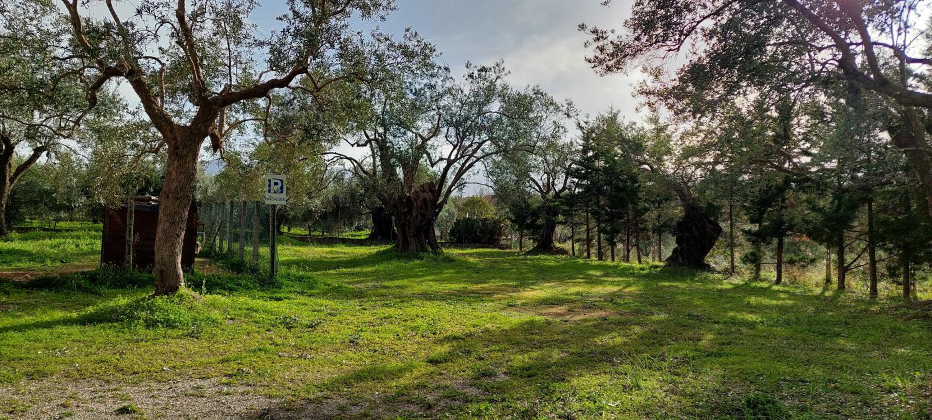La Piana degli Ulivi