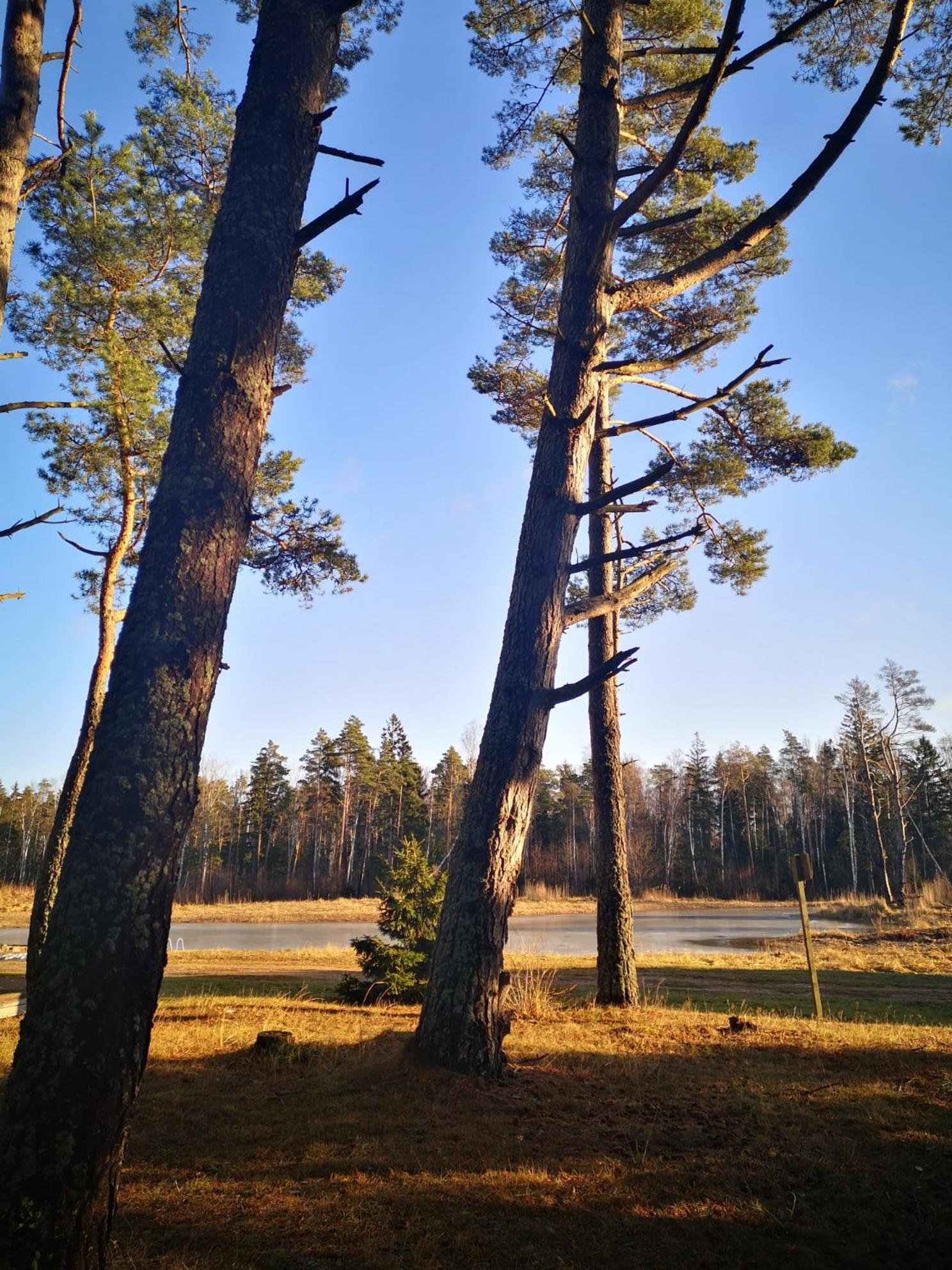 Metsaräägu Wellness