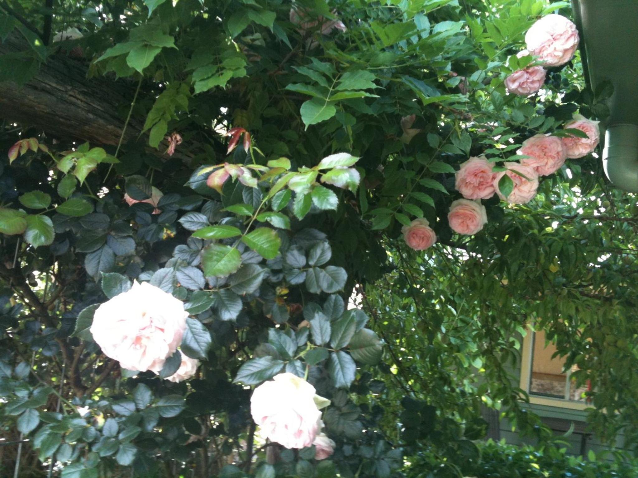 Glen Waverly Farmstay