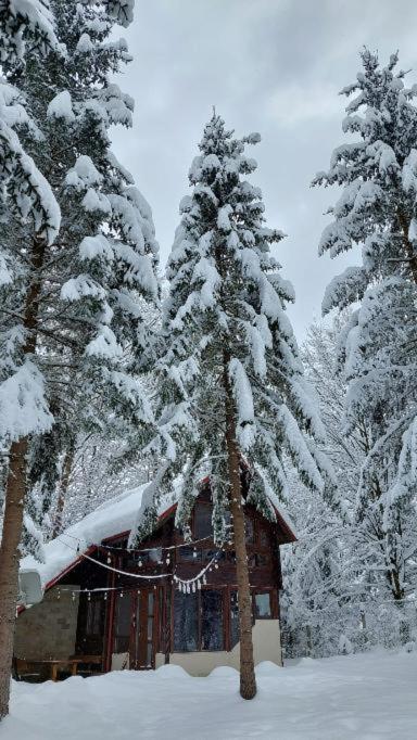 Misha's House