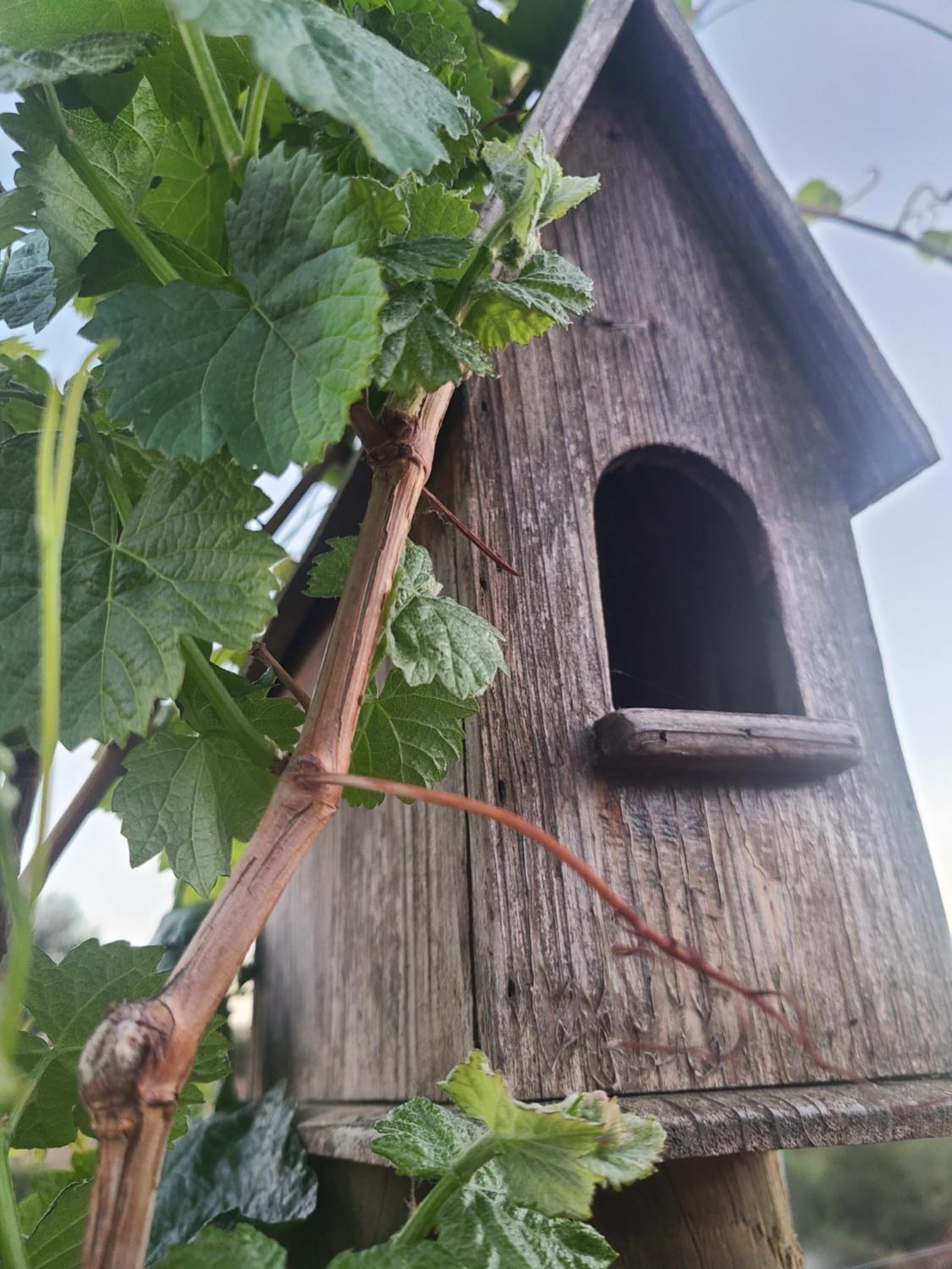 Hidden Hacienda