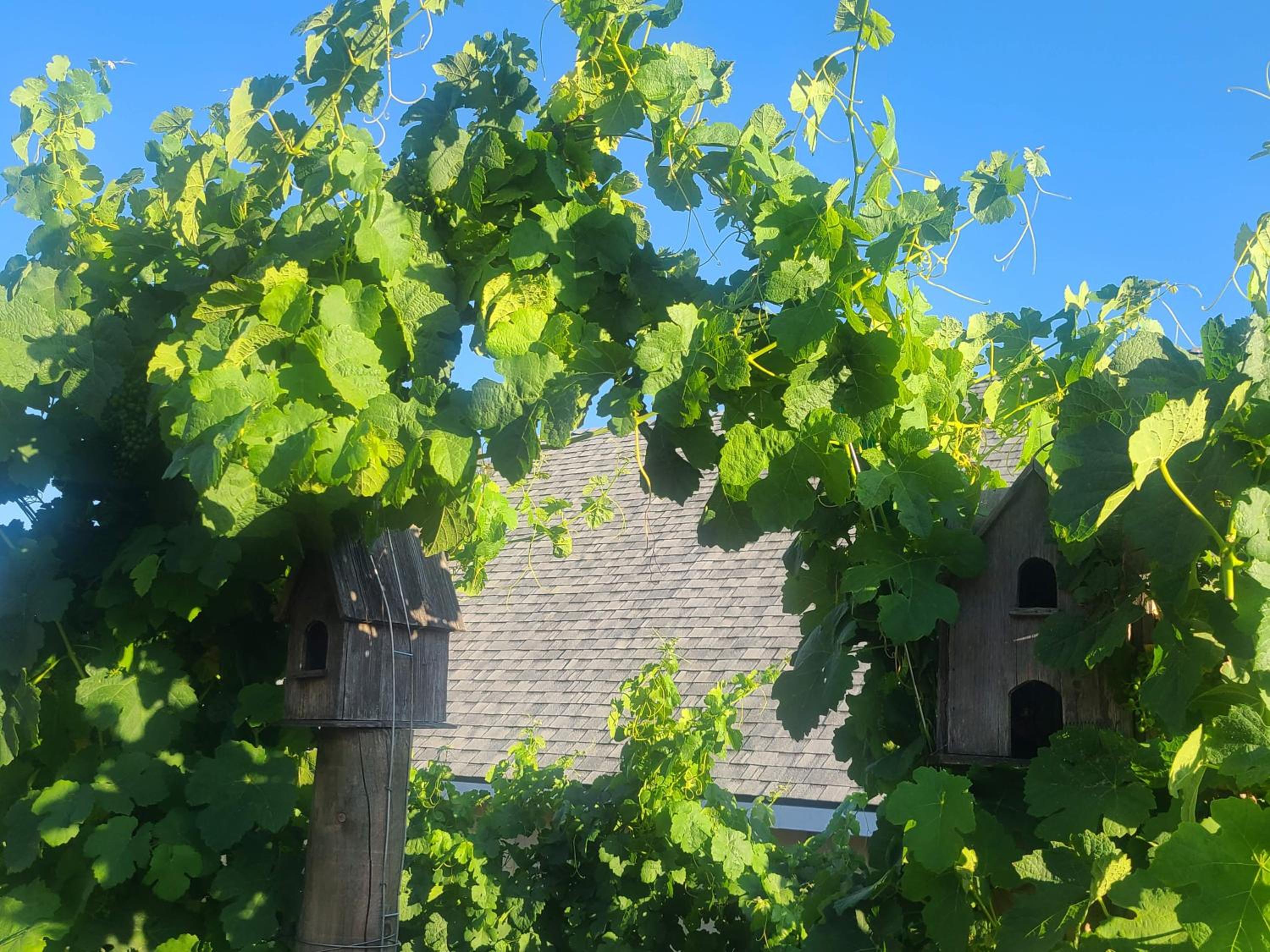 Hidden Hacienda