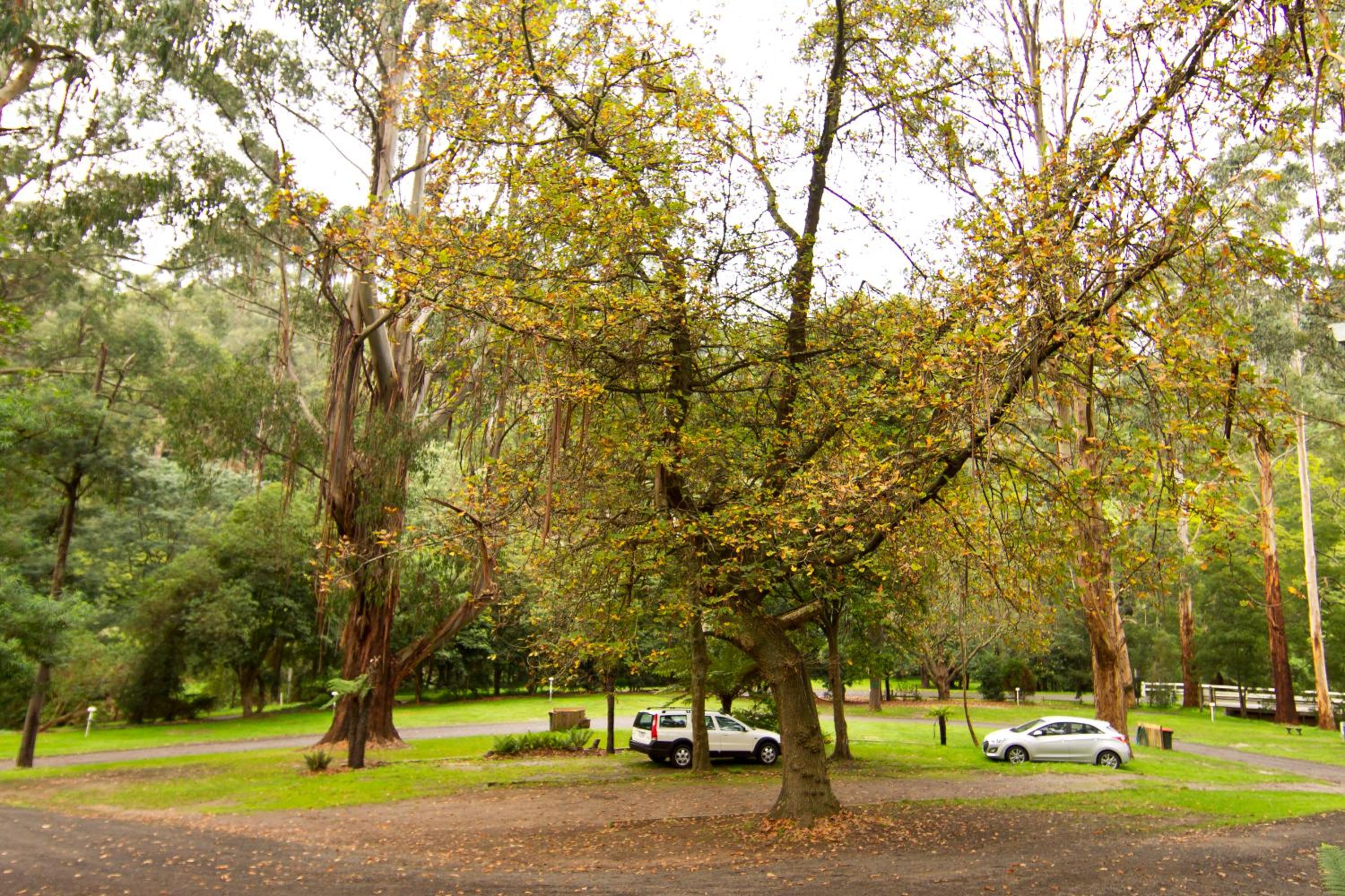 Tarra Valley Retreat