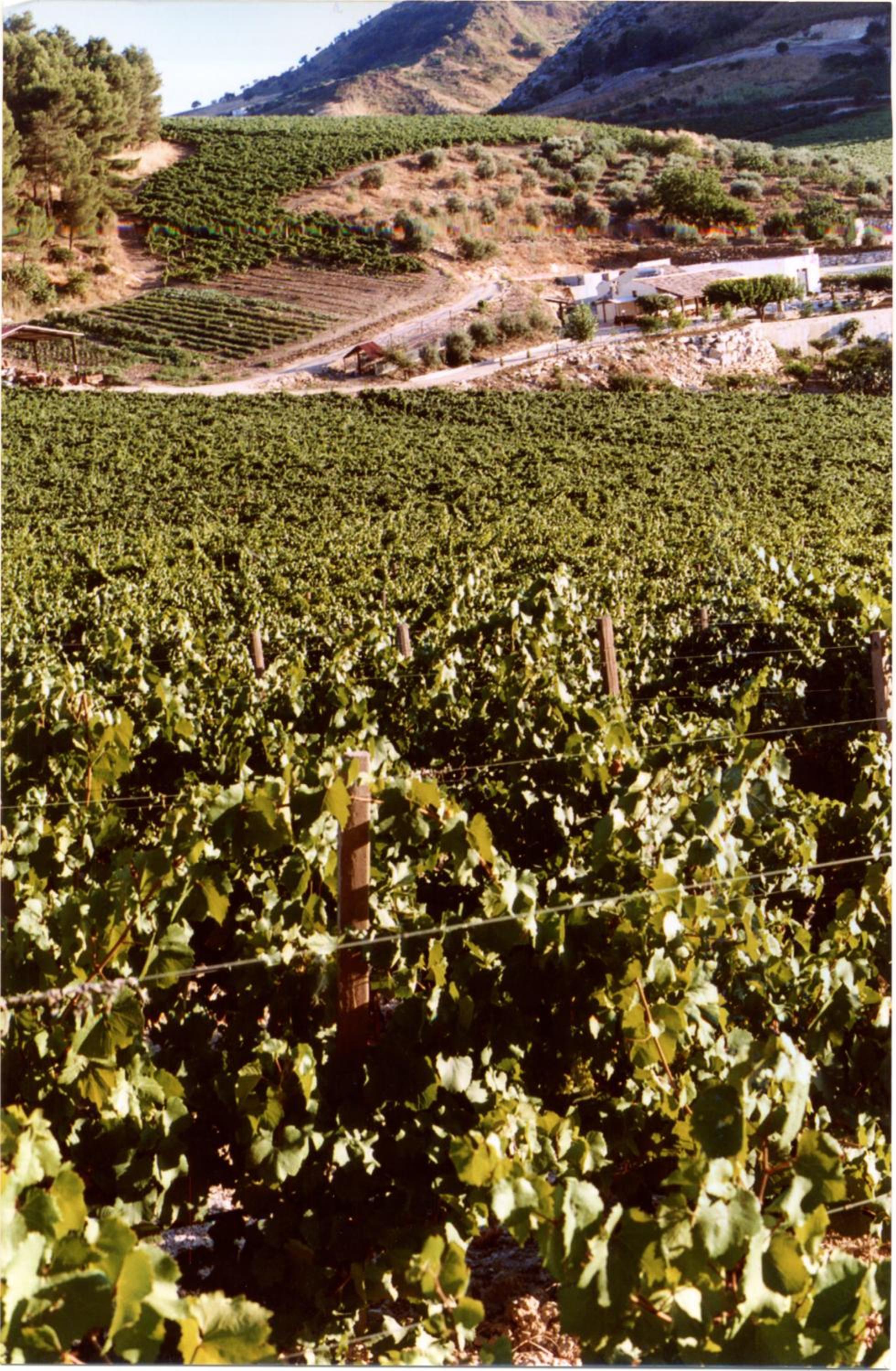 Agriturismo Tenute Pispisa Segesta