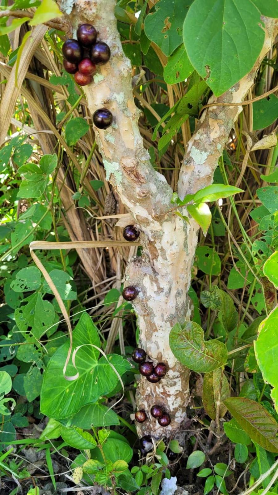 Photo 20