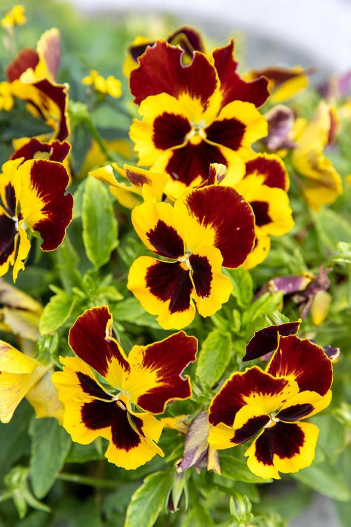Vakantiewoning De Papaver