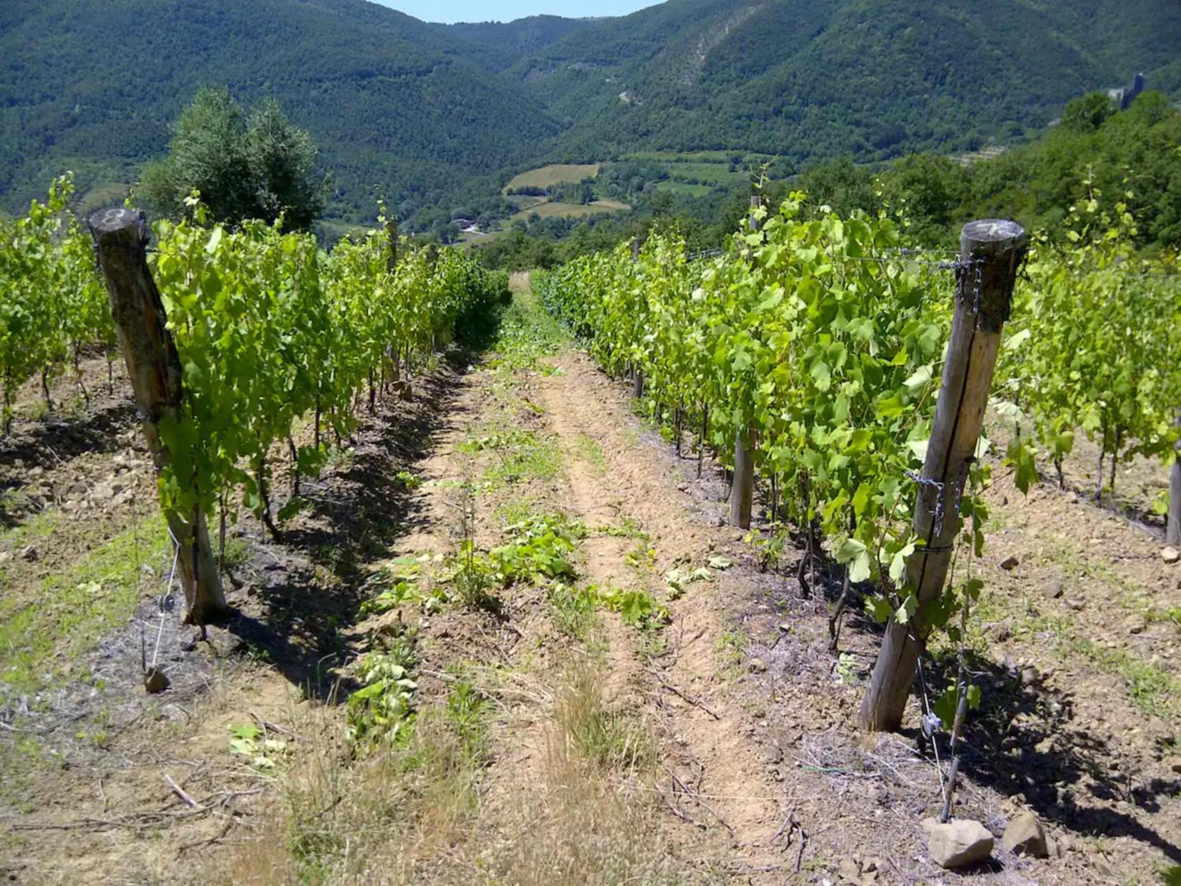Appartamento Castagnolo - Cortona view 5