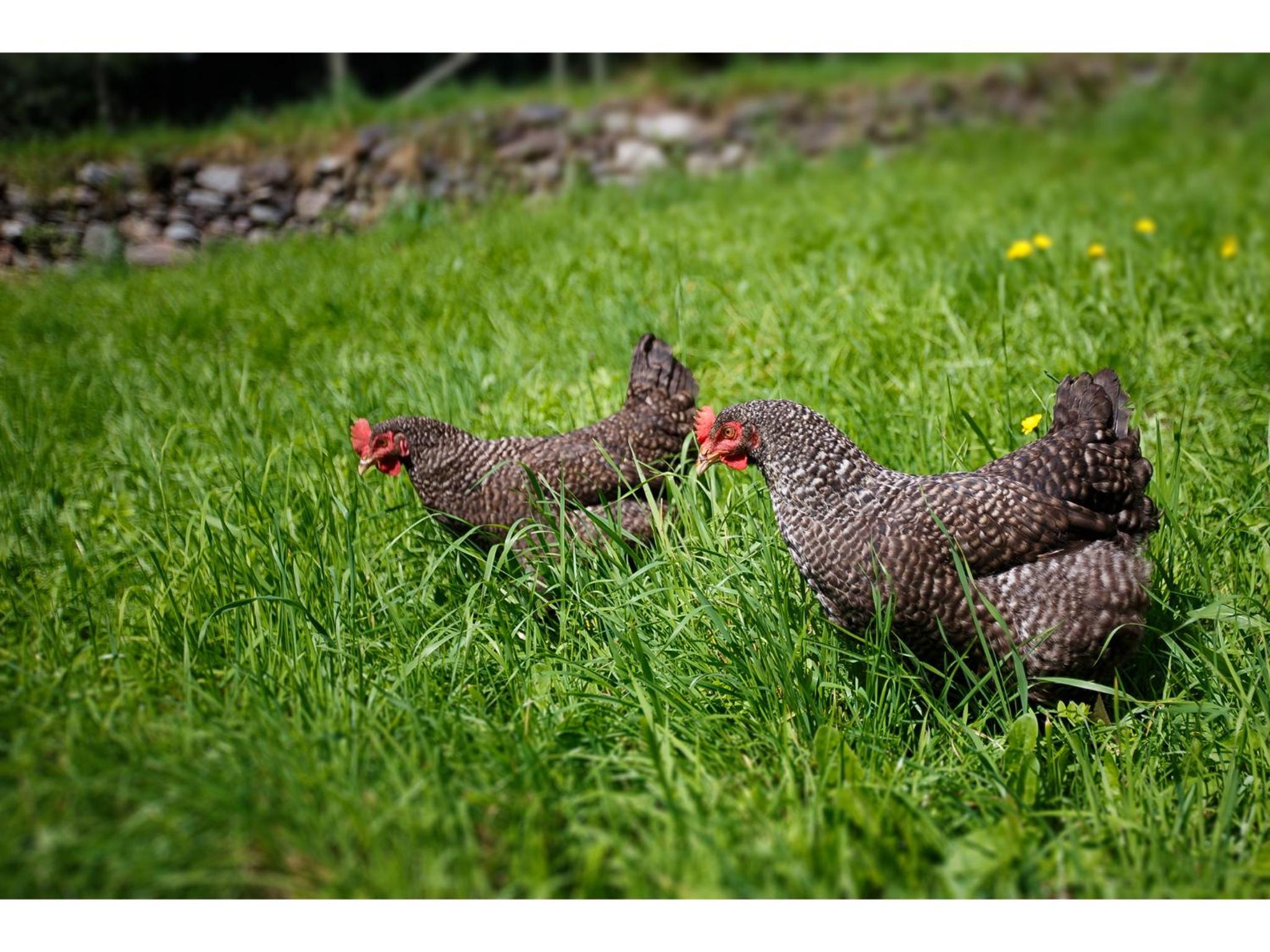 Agriturismo Miravalle