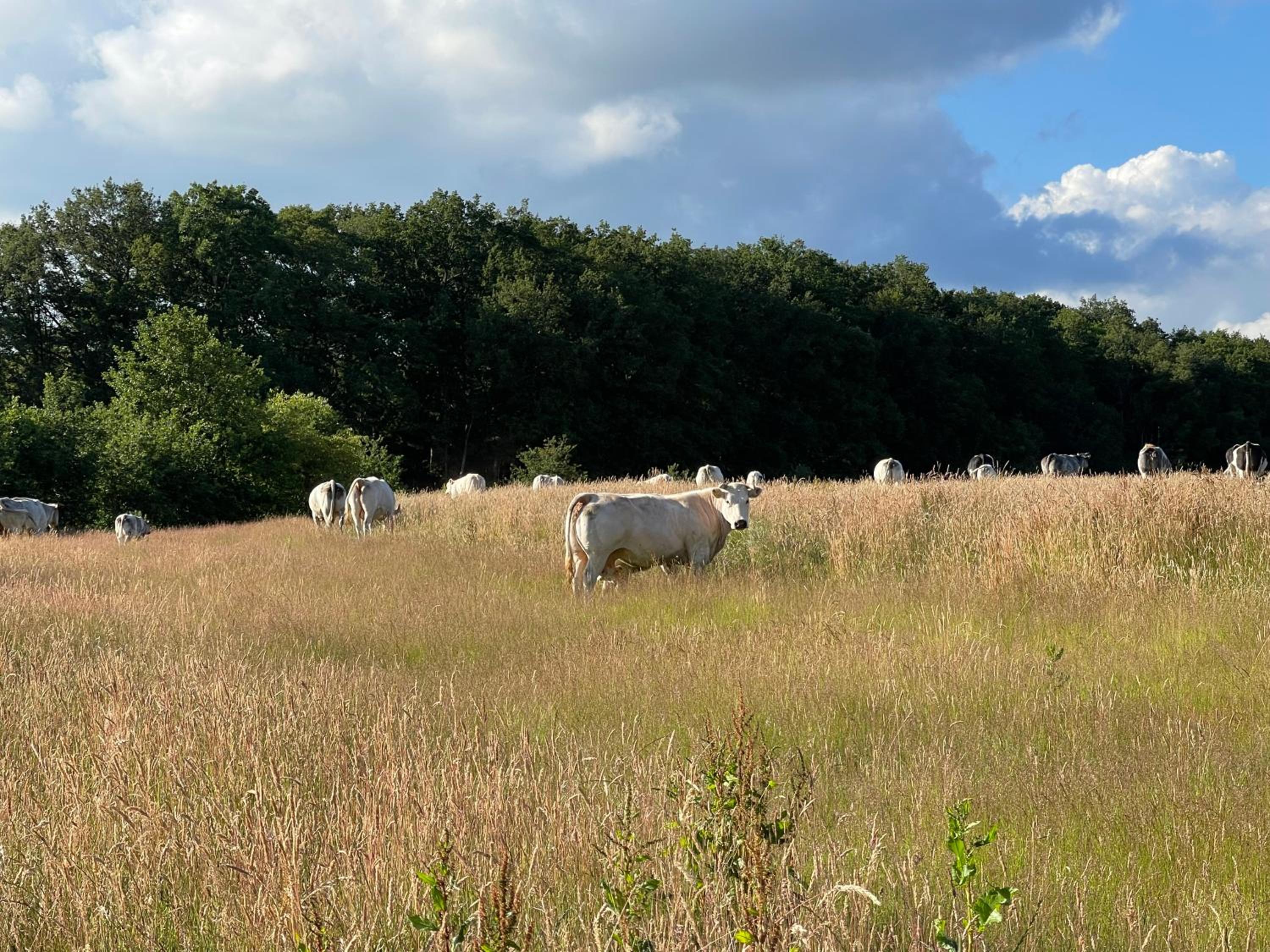Boerderij De Boshoeve