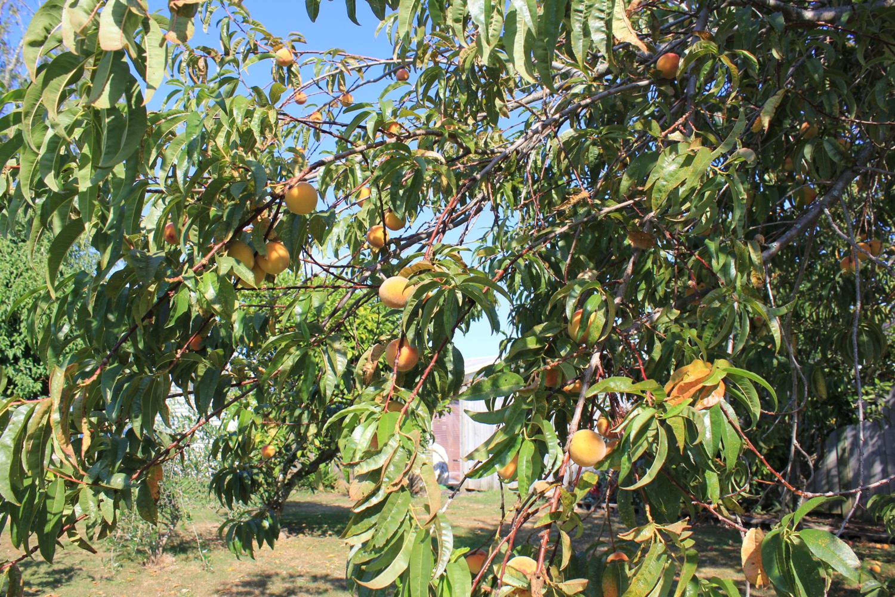 Photo 25