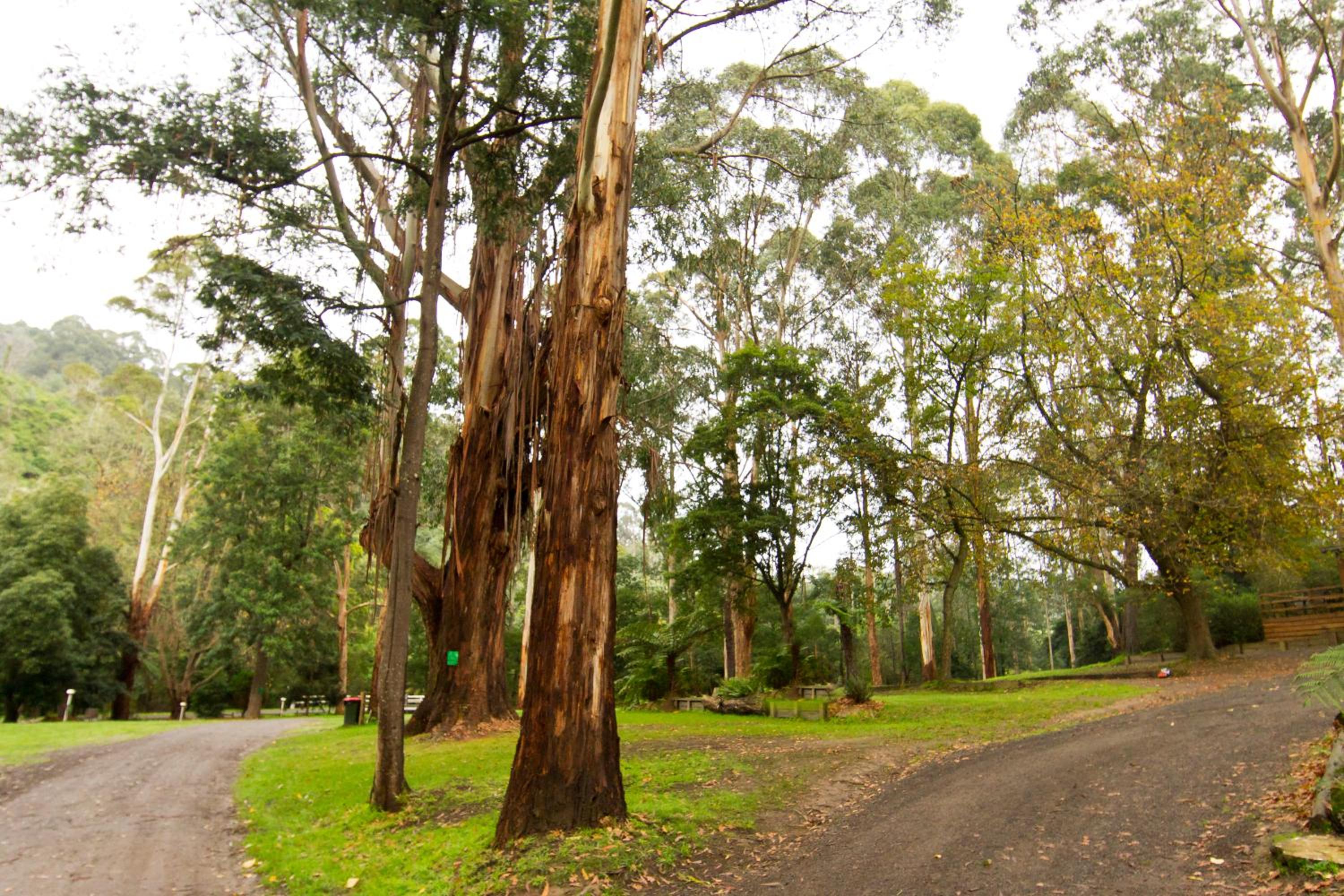 Tarra Valley Retreat