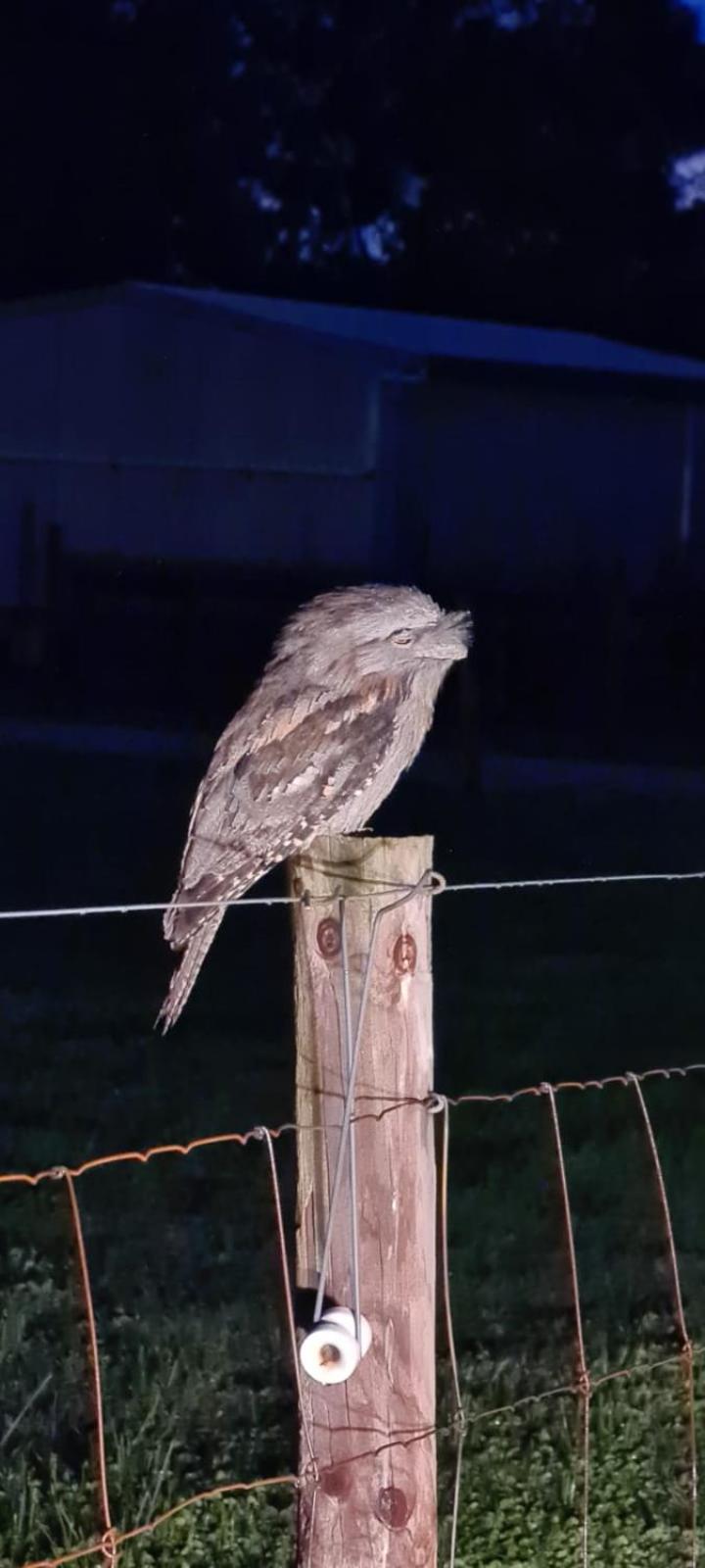 Frogmouth Hollow