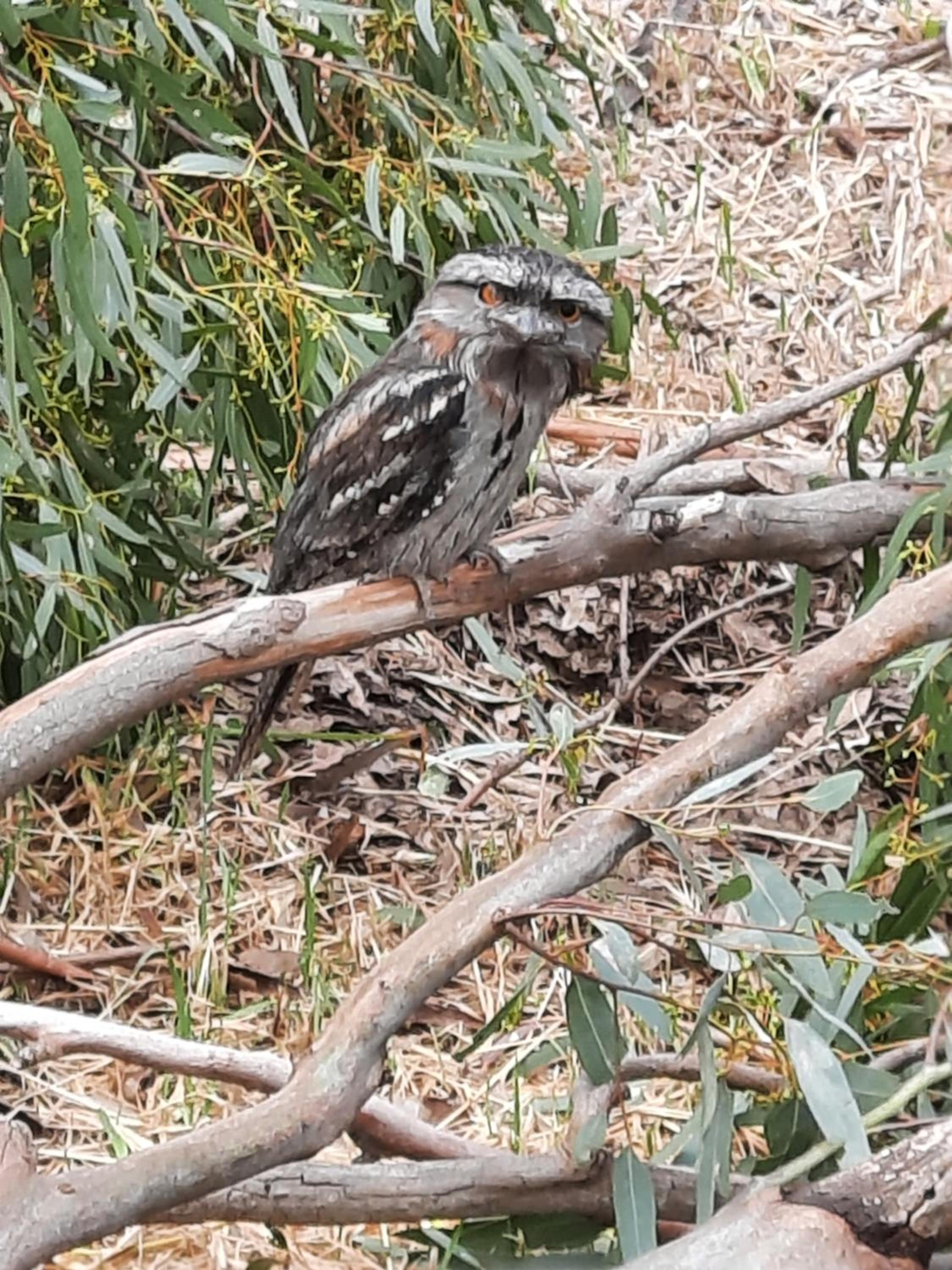 Frogmouth Hollow