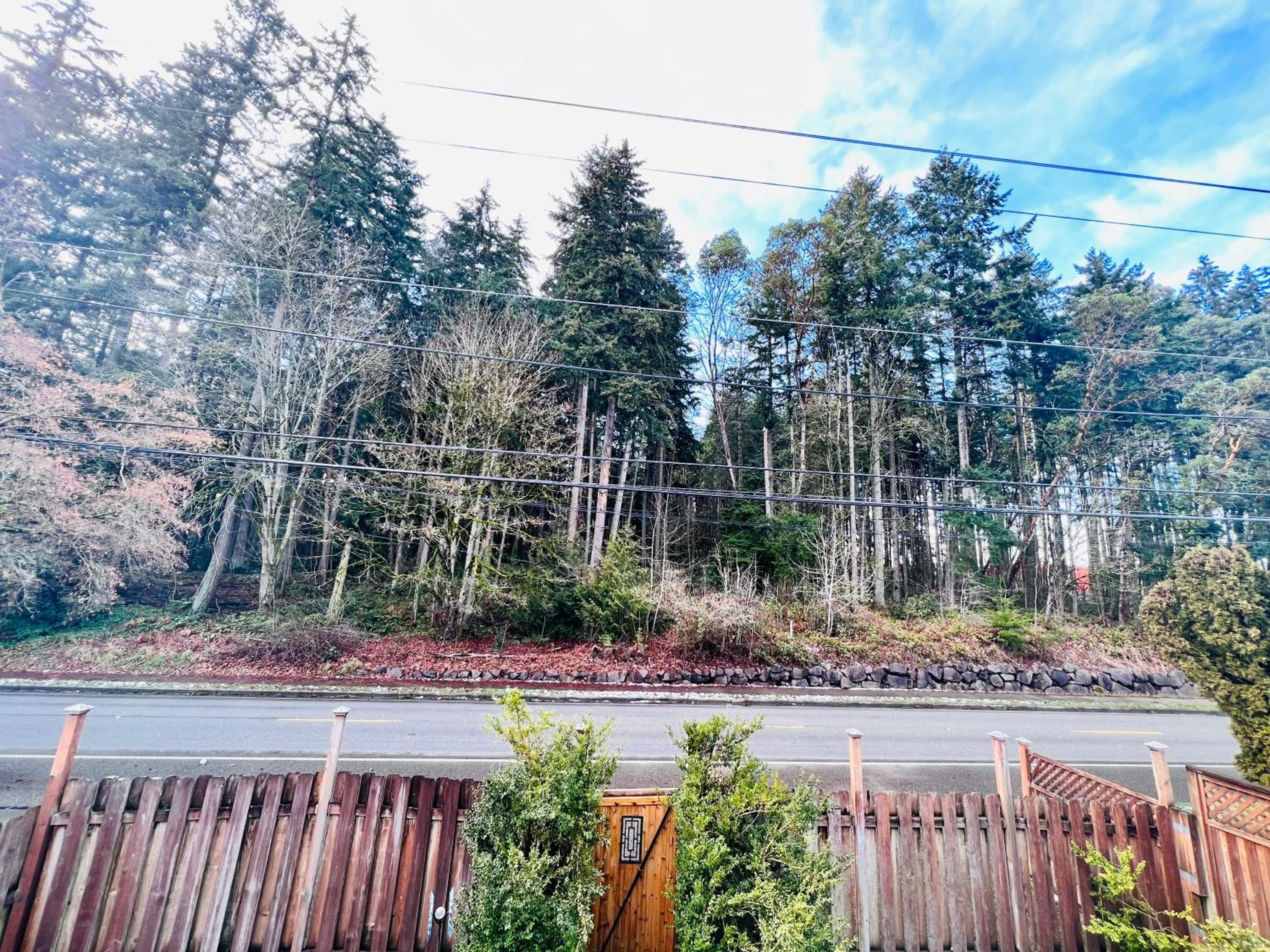 MountForest