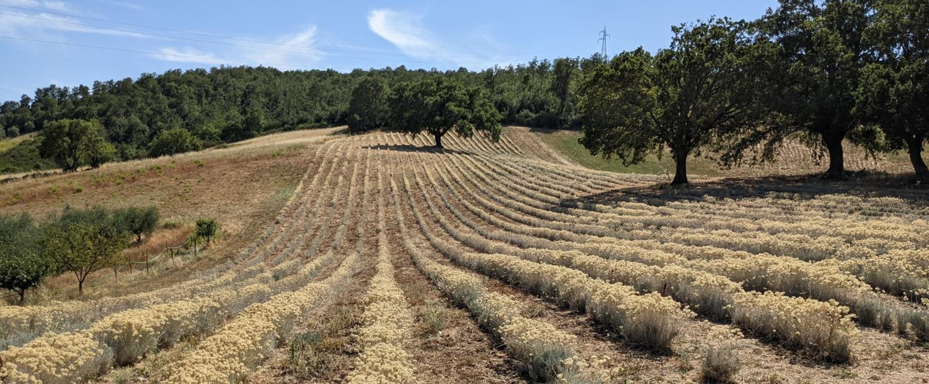 Il Poggio di Teo photo 5