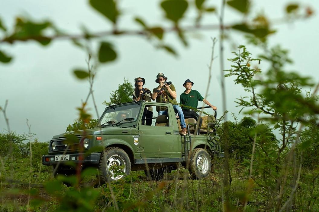 Asiatic Lion Lodge