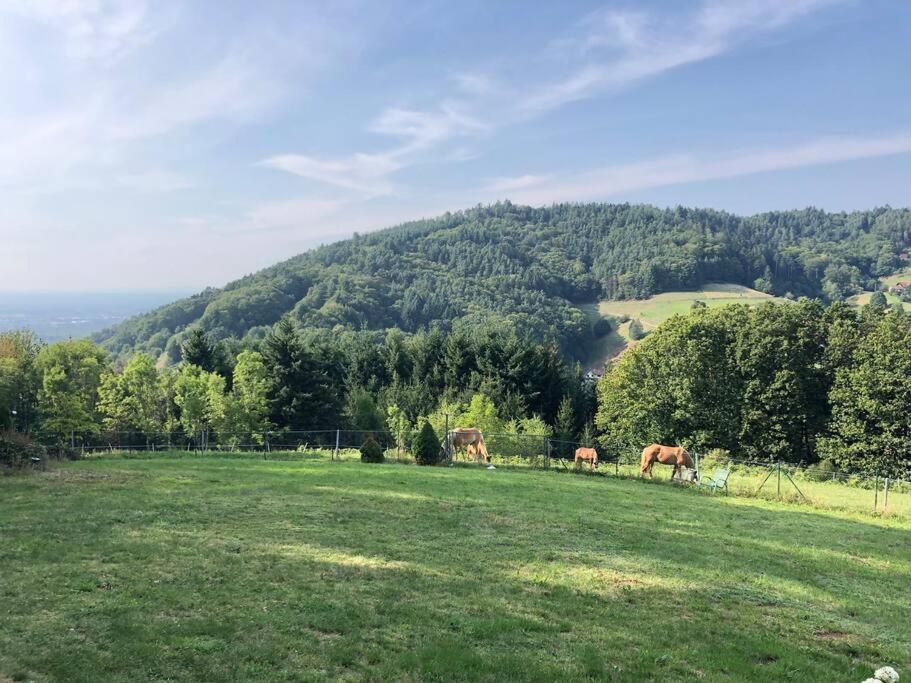 Dachstudio in Traumlage mit spektakulärem Ausblick