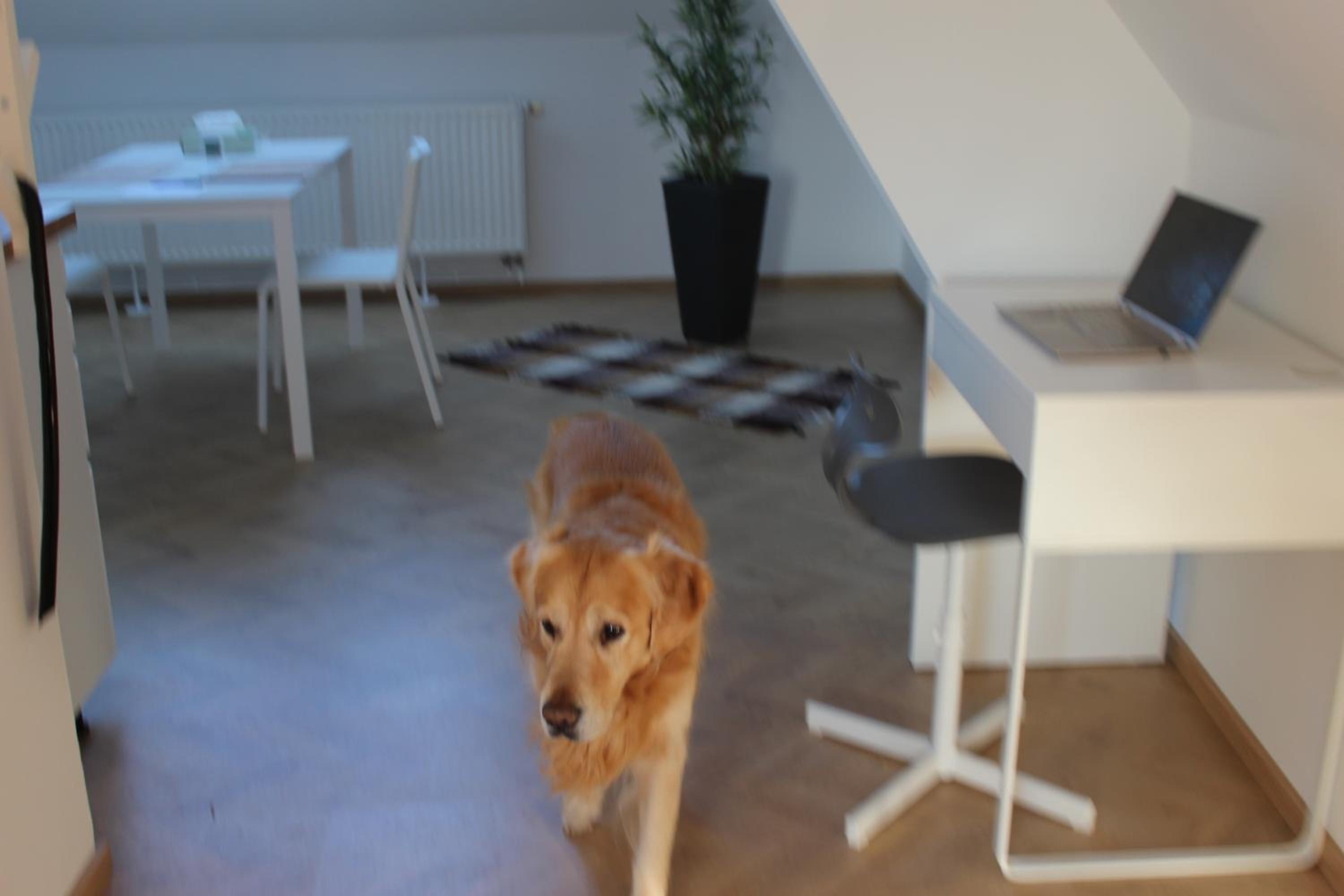 human
