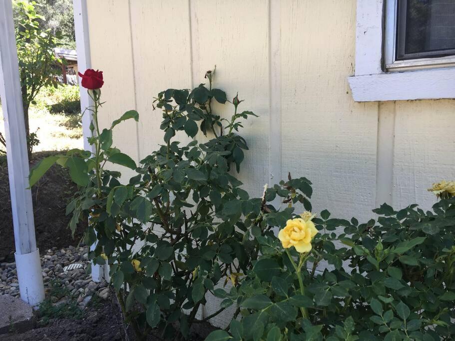 Photo 43