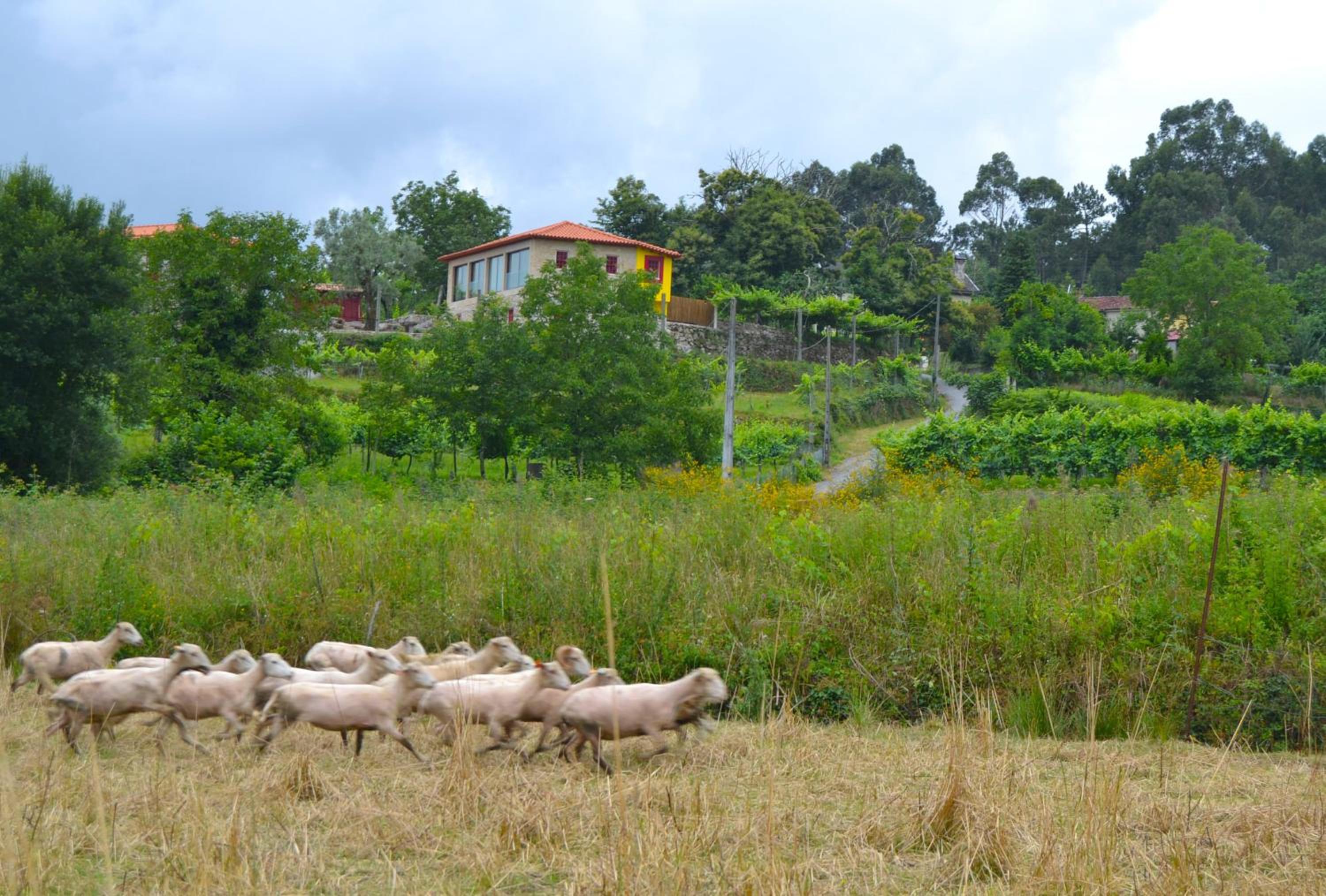 Quinta do Olival