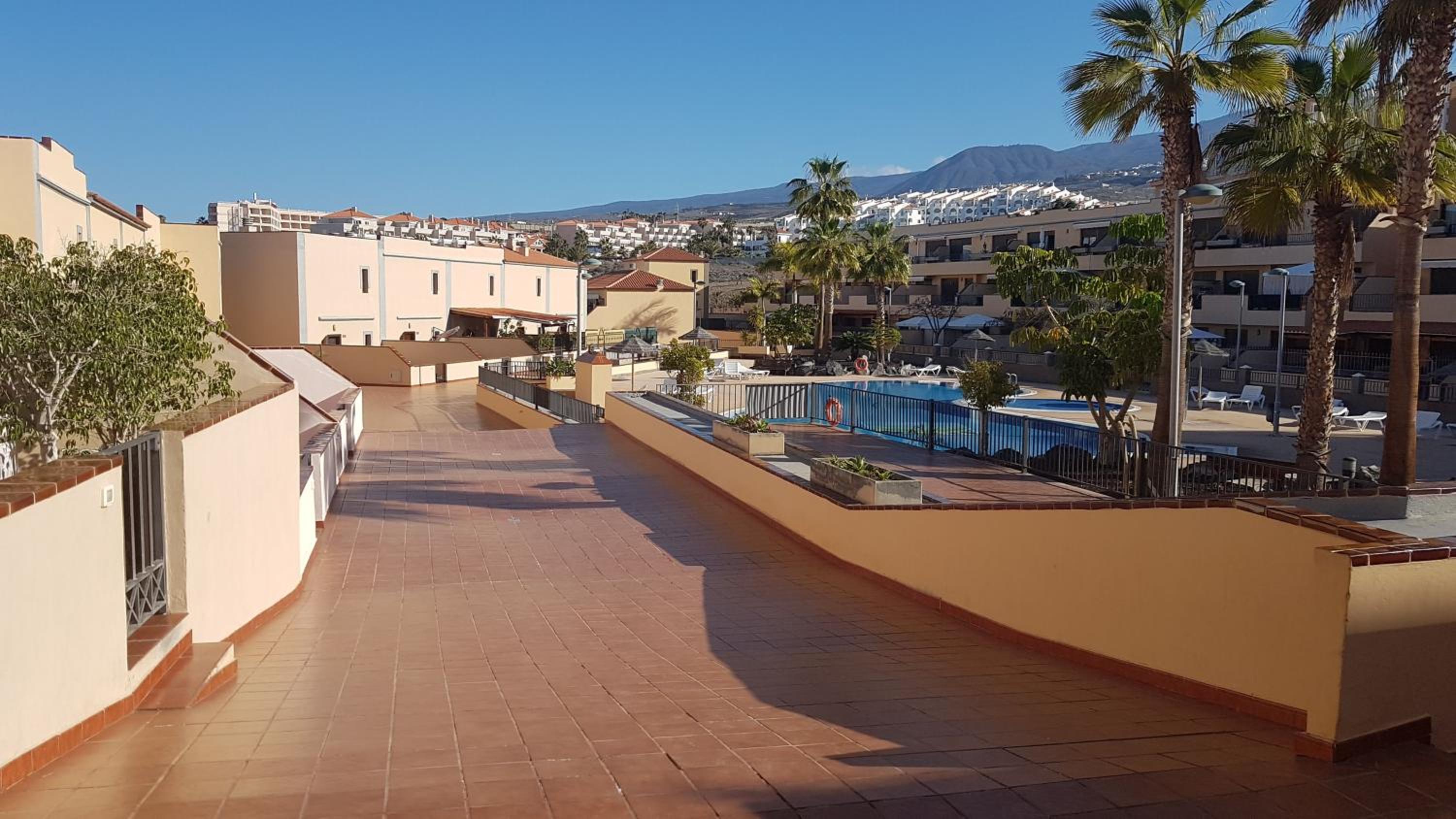 Tenerife lizards - duplex in the first line photo 4