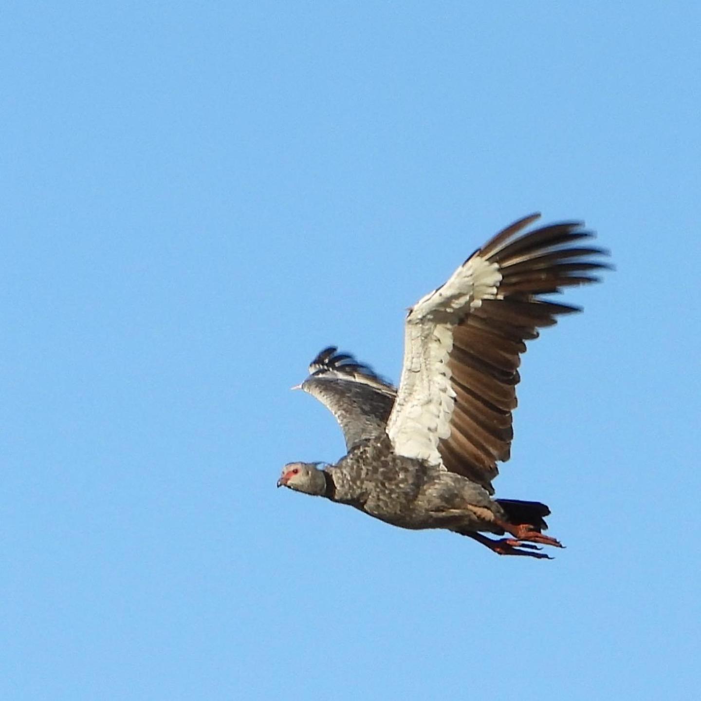 Ibera Birding Lodge Guest House