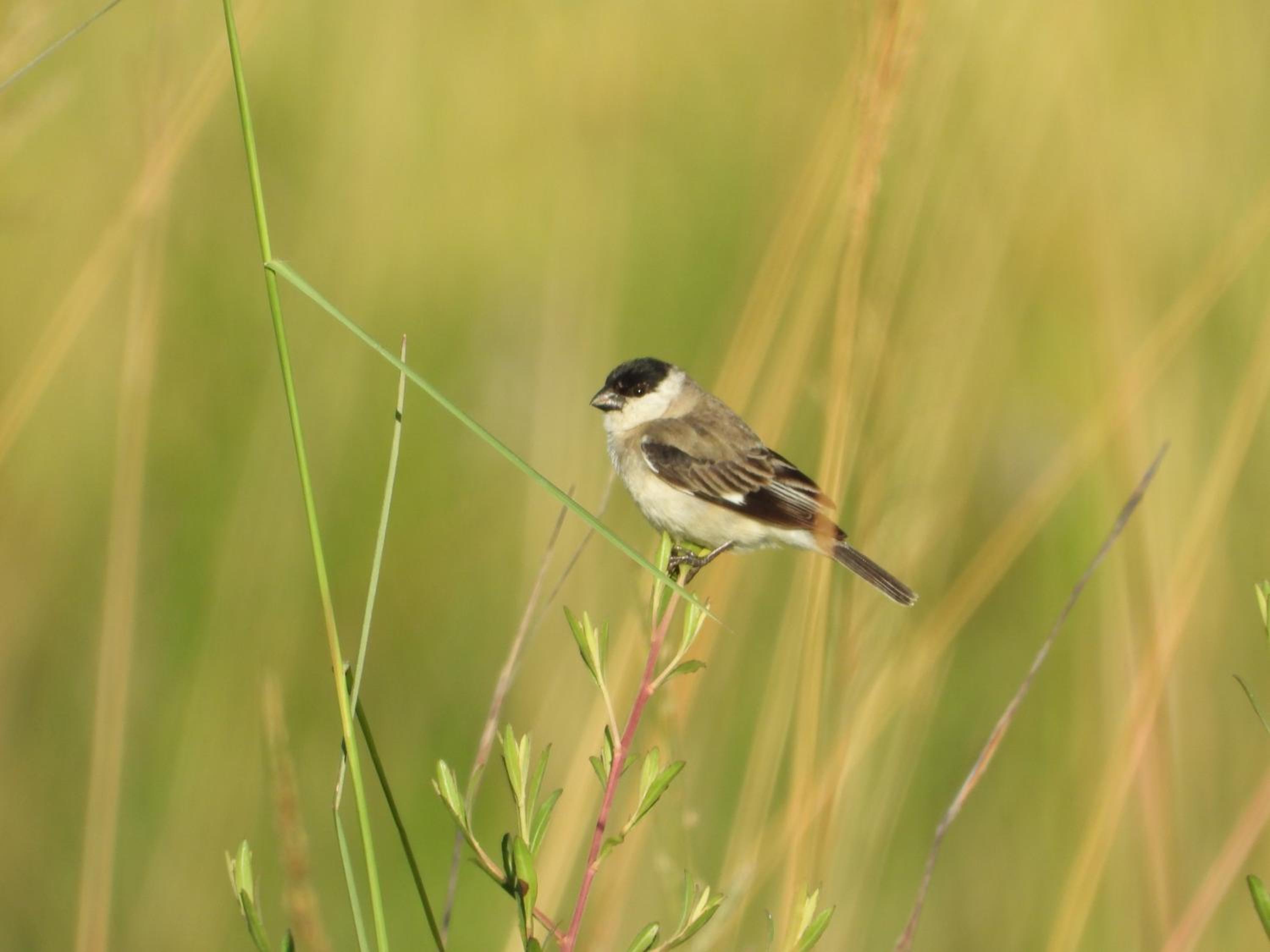 Ibera Birding Lodge Guest House