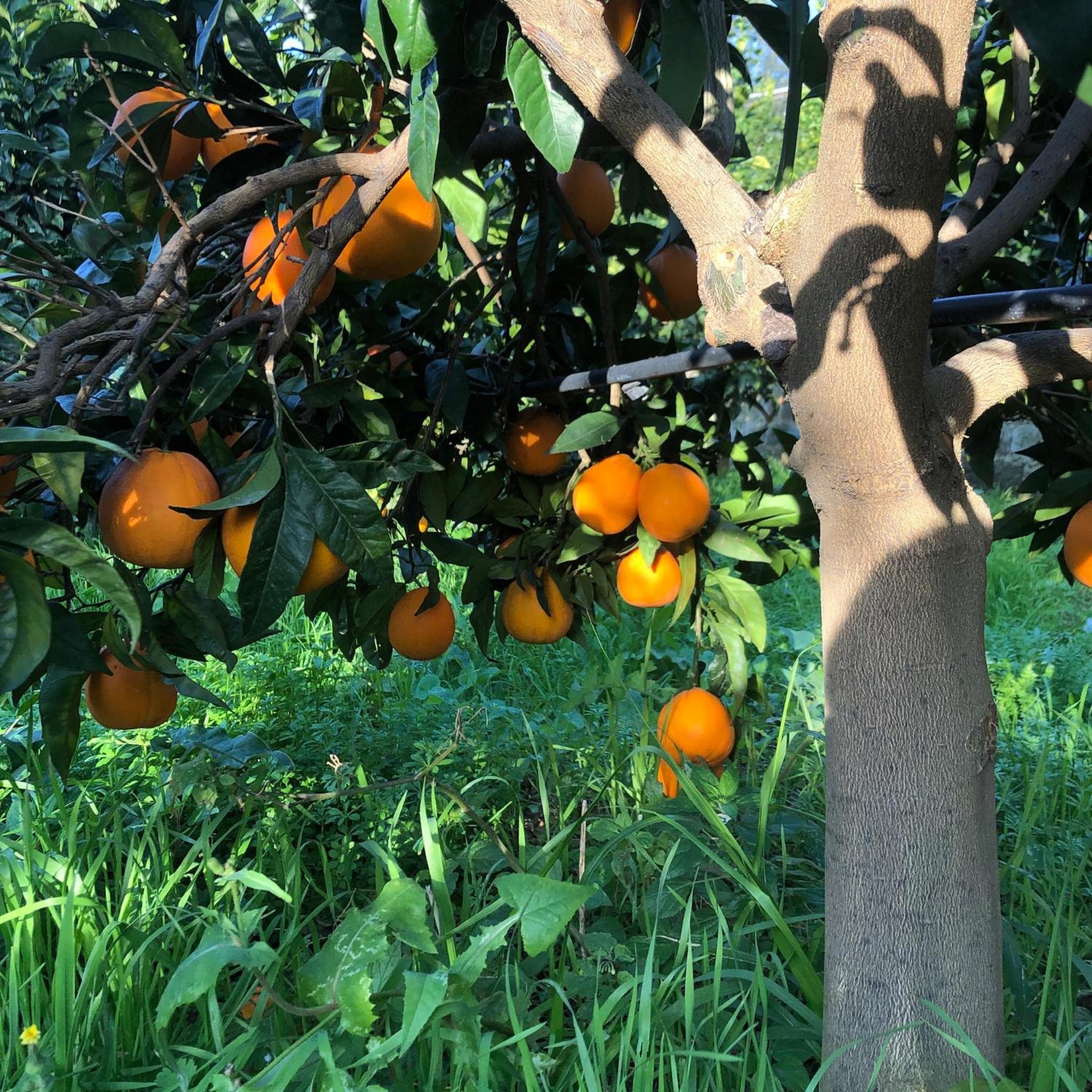 La Minucciola photo 3