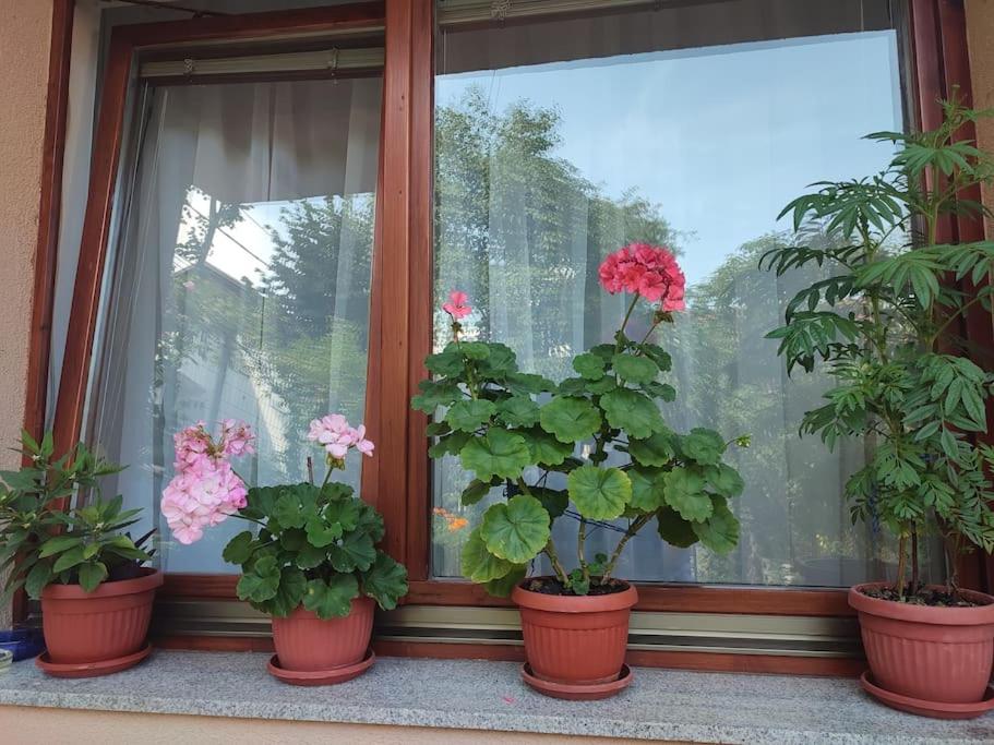 Apartman Hadžibeg
