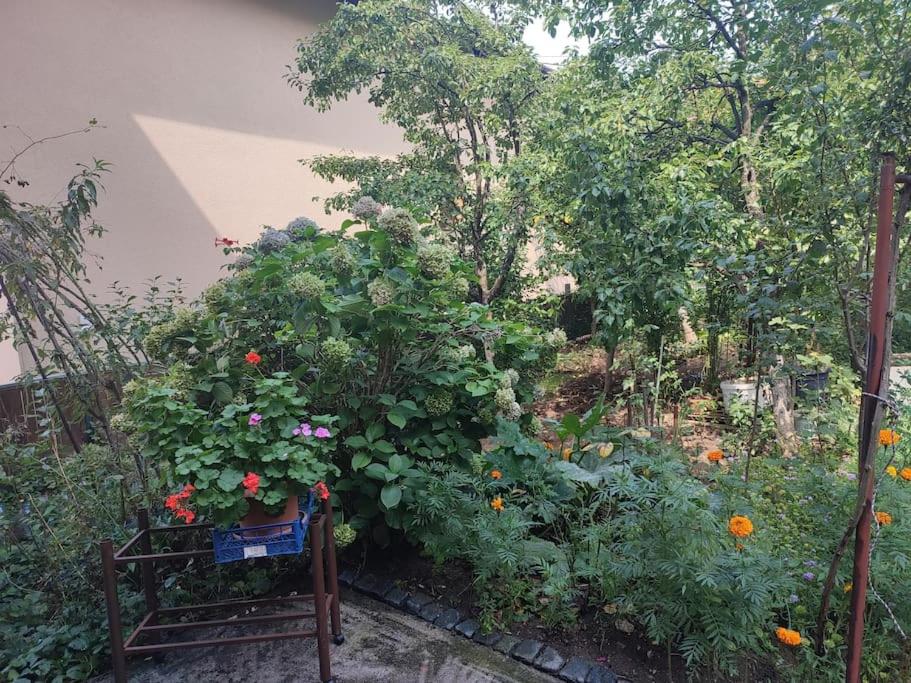 Apartman Hadžibeg