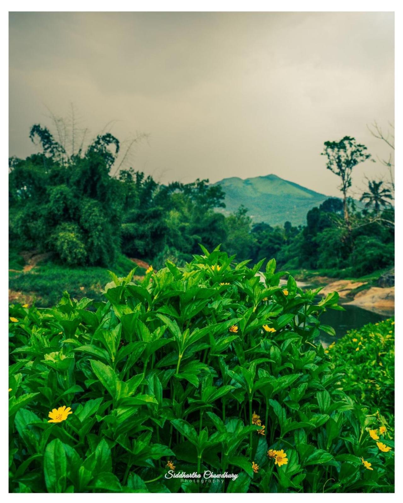 Grassroots Wayanad, Valley-view Tents
