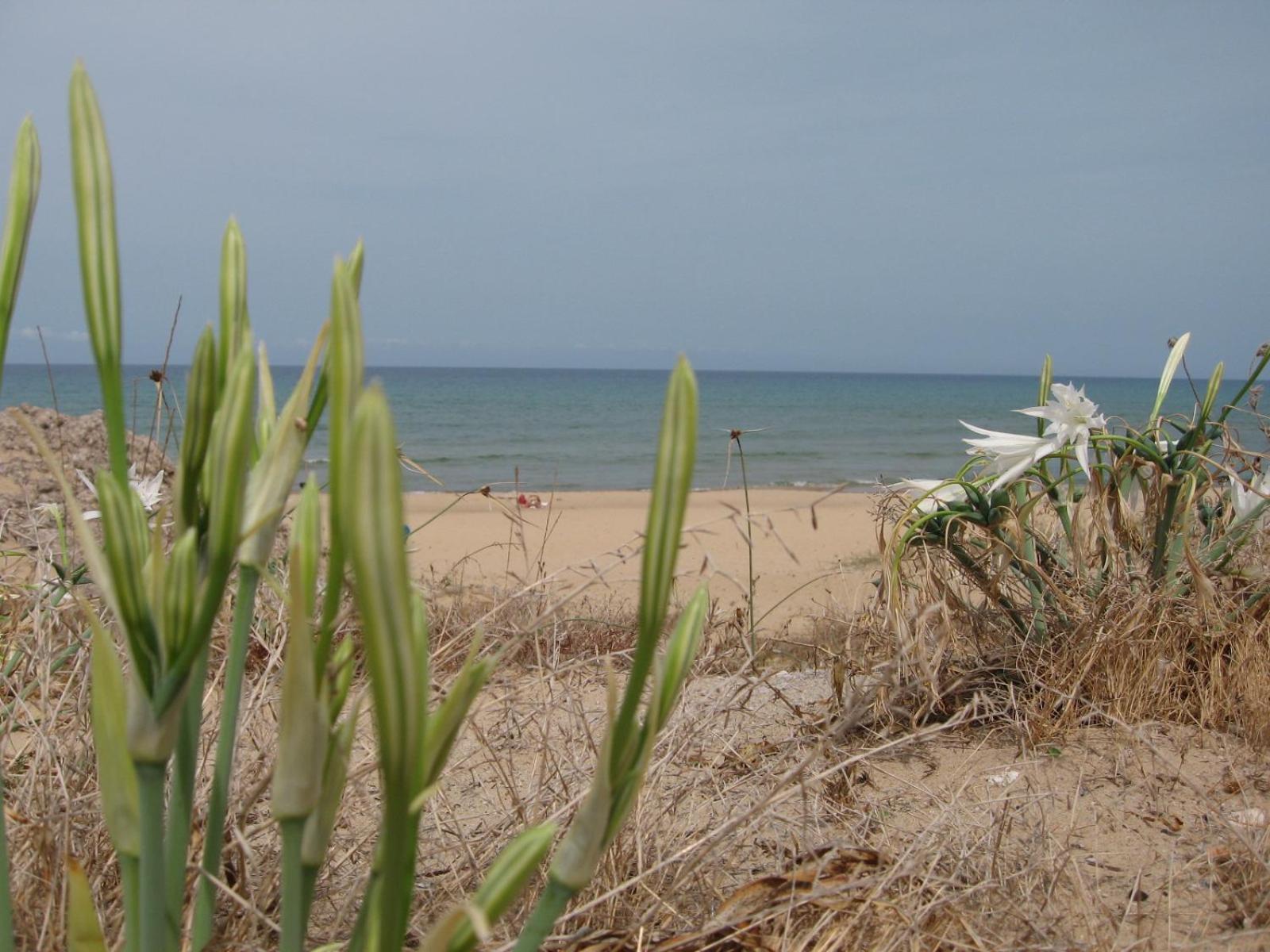 Elios casevacanze sulla spiaggia