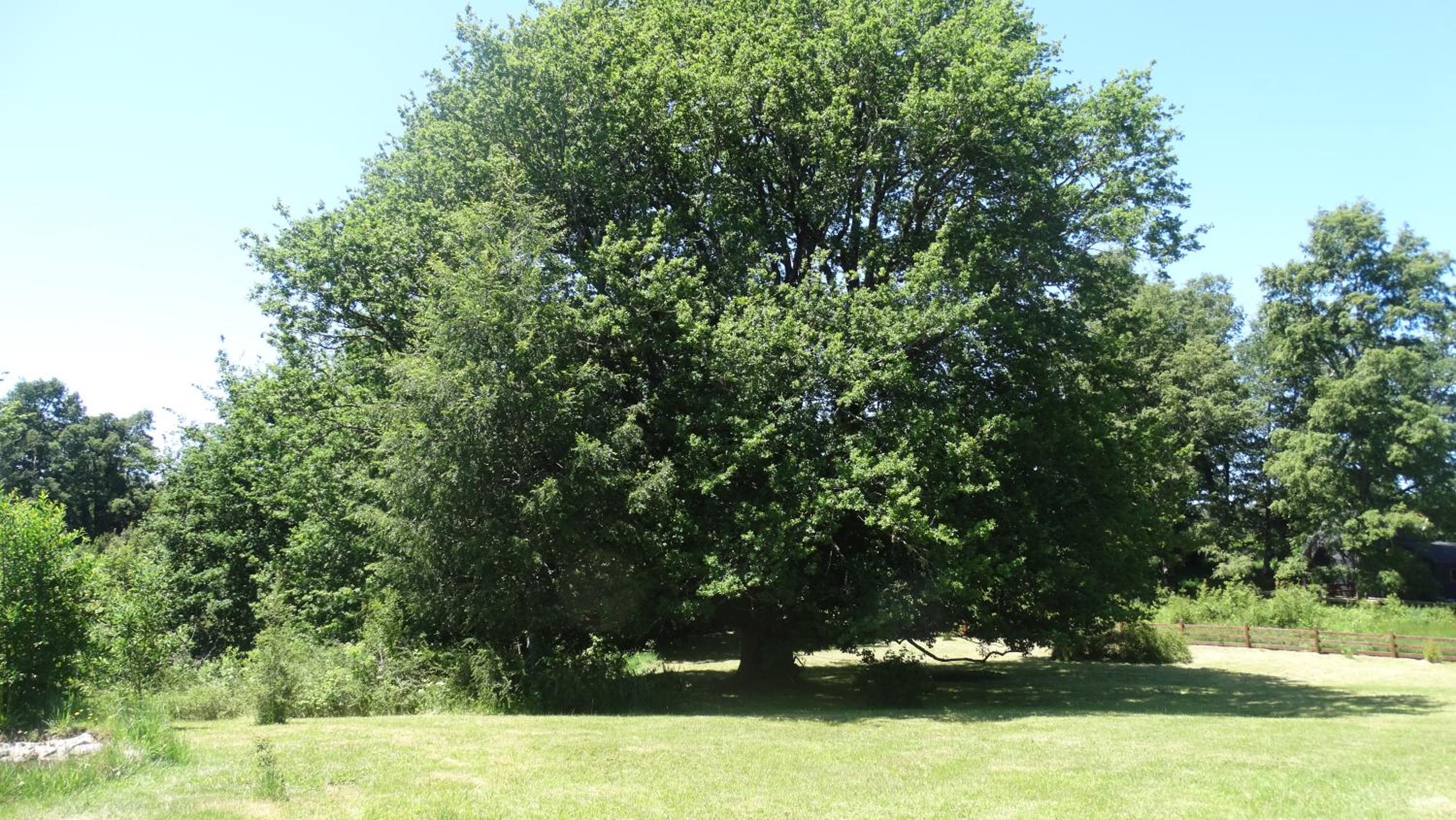 Parcela Parulus