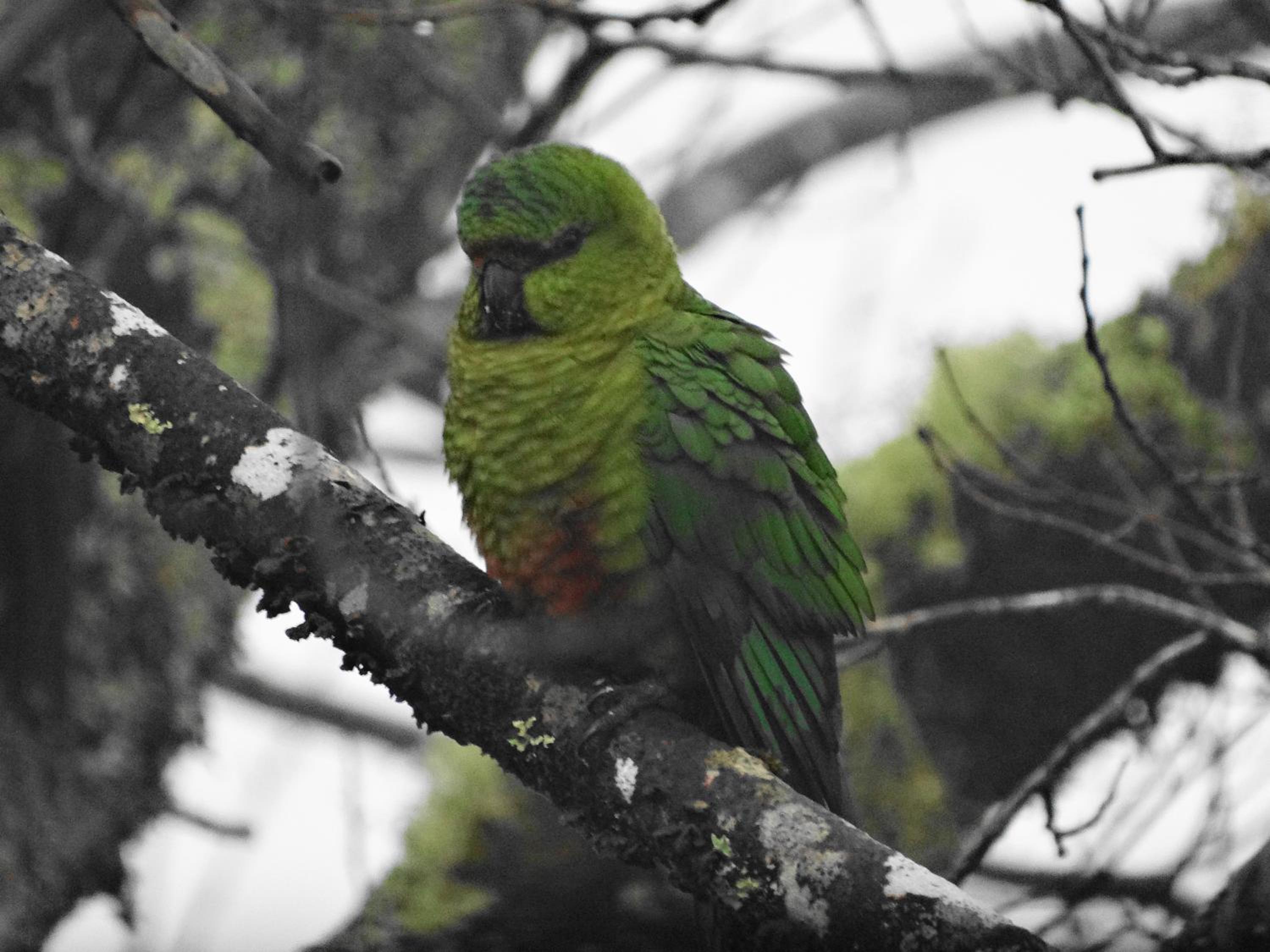 Parcela Parulus