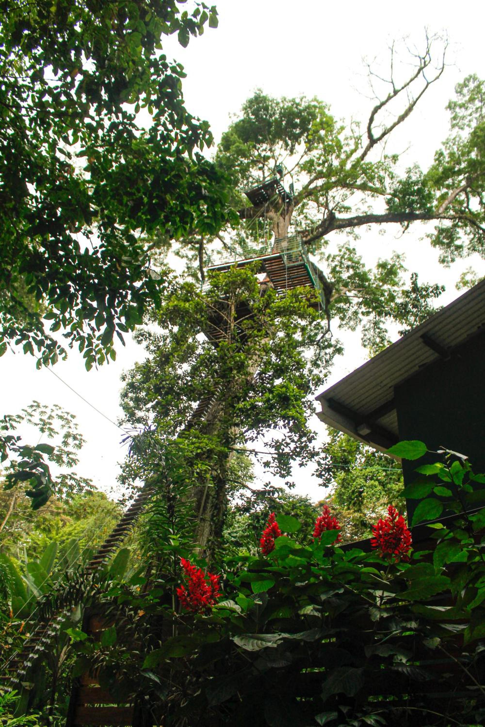 Hotel Boutique The Green Jungle House