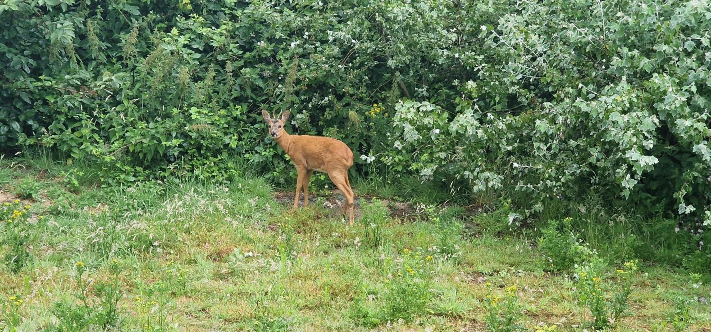 Villa met grote tuin in de duinen nabij het strand view 4