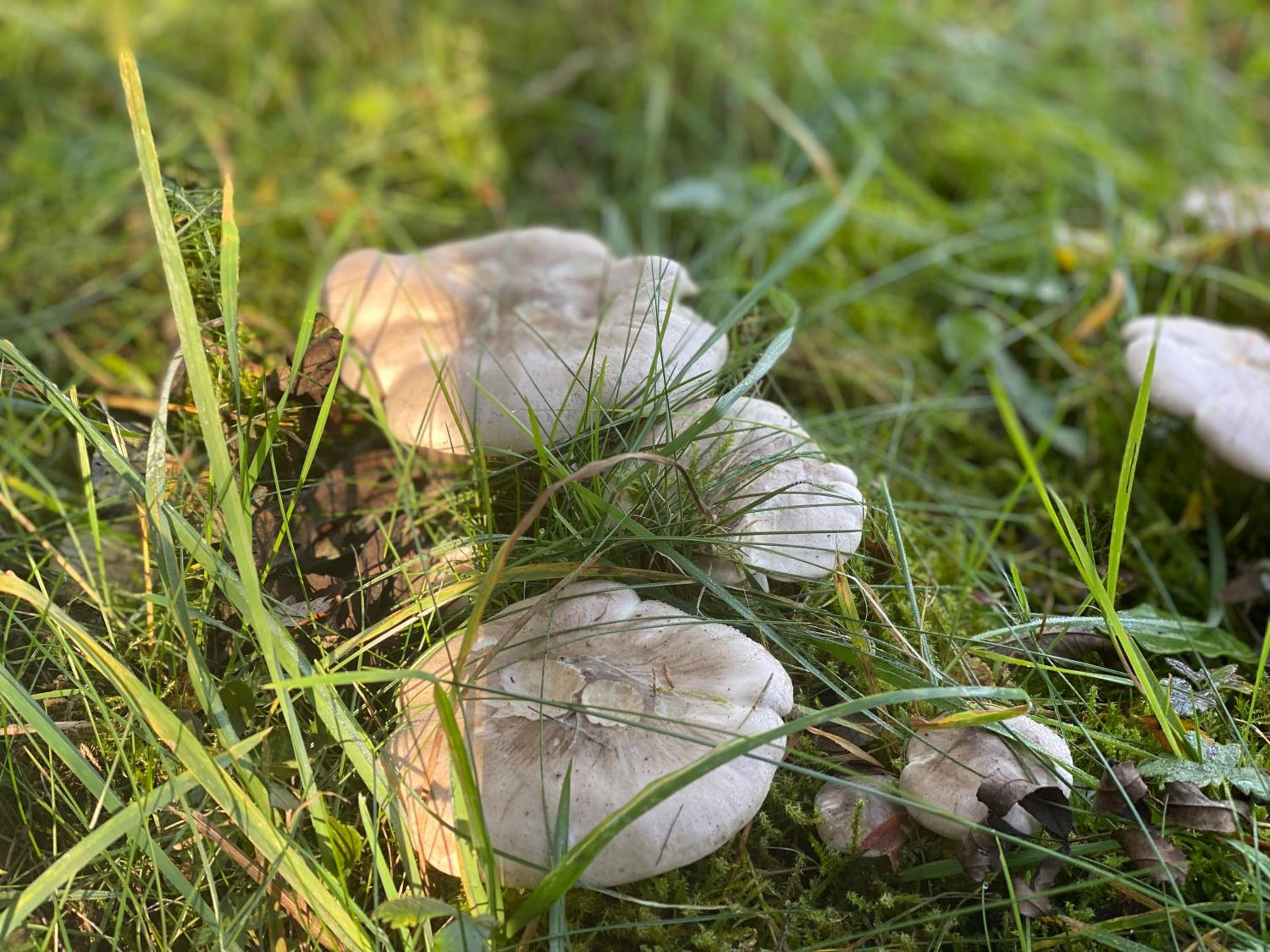 Sauerland-Häuschen Kleine Auszeit