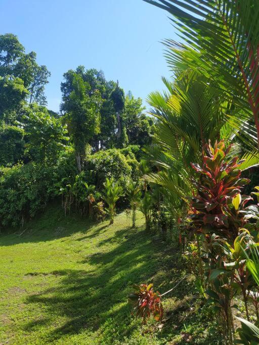 Terra NaturaMa - off grid living in the jungle