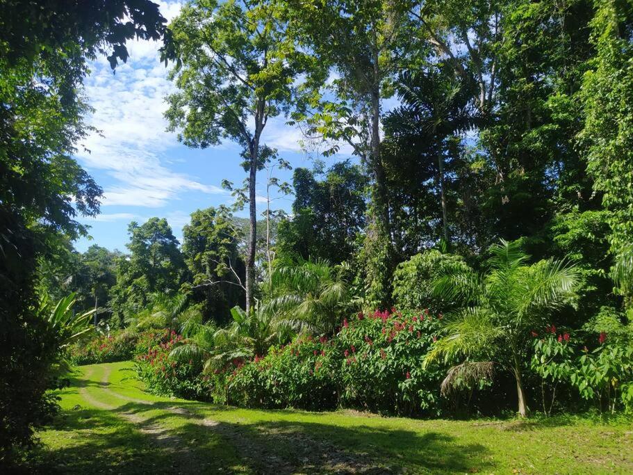 Terra NaturaMa - off grid living in the jungle