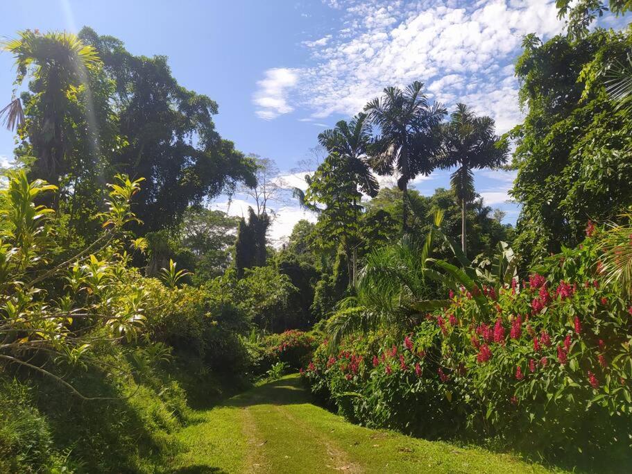 Terra NaturaMa - off grid living in the jungle